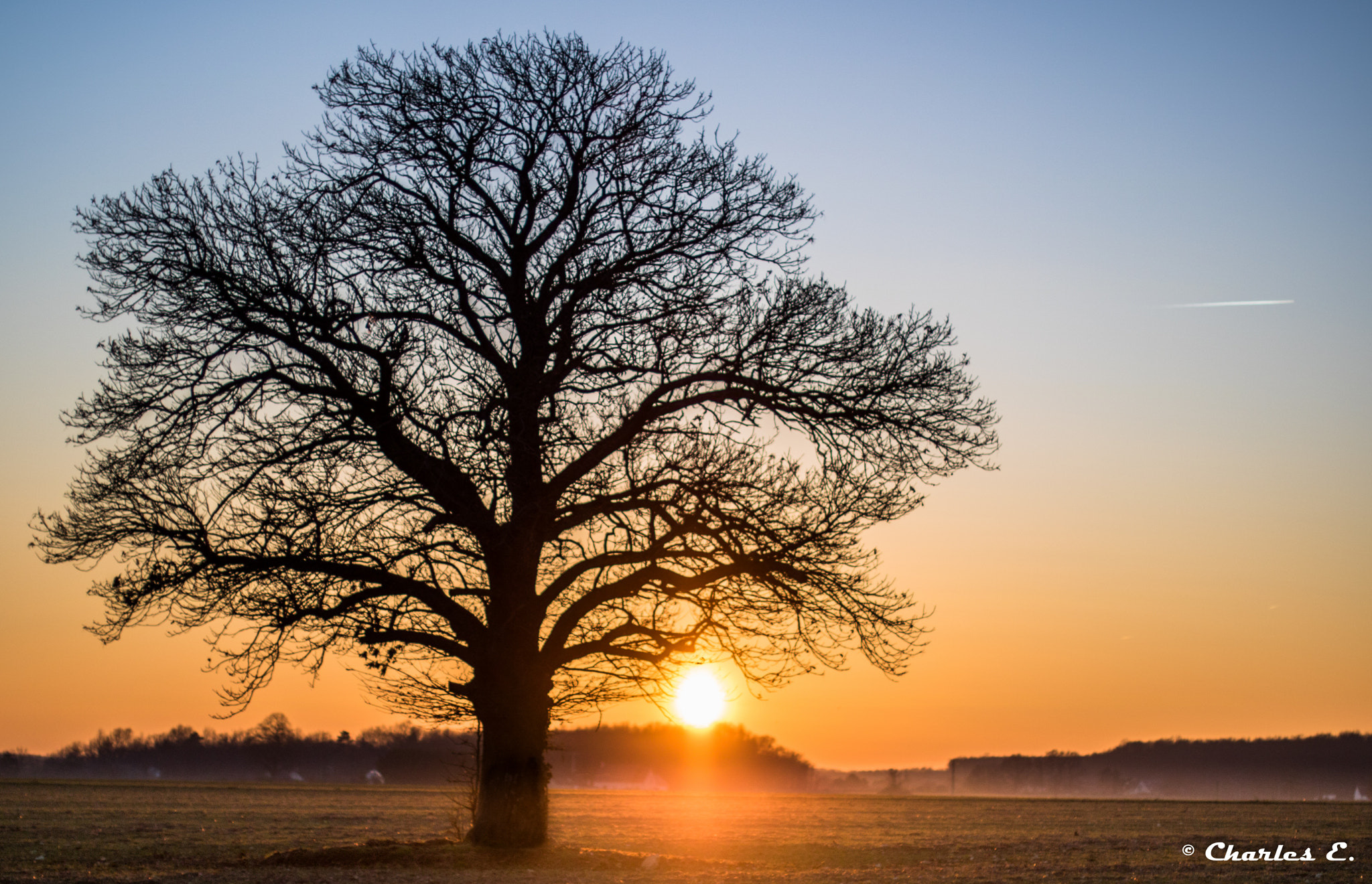 Canon EOS 750D (EOS Rebel T6i / EOS Kiss X8i) + Canon EF 50mm F1.4 USM sample photo. Sunset under the tree photography