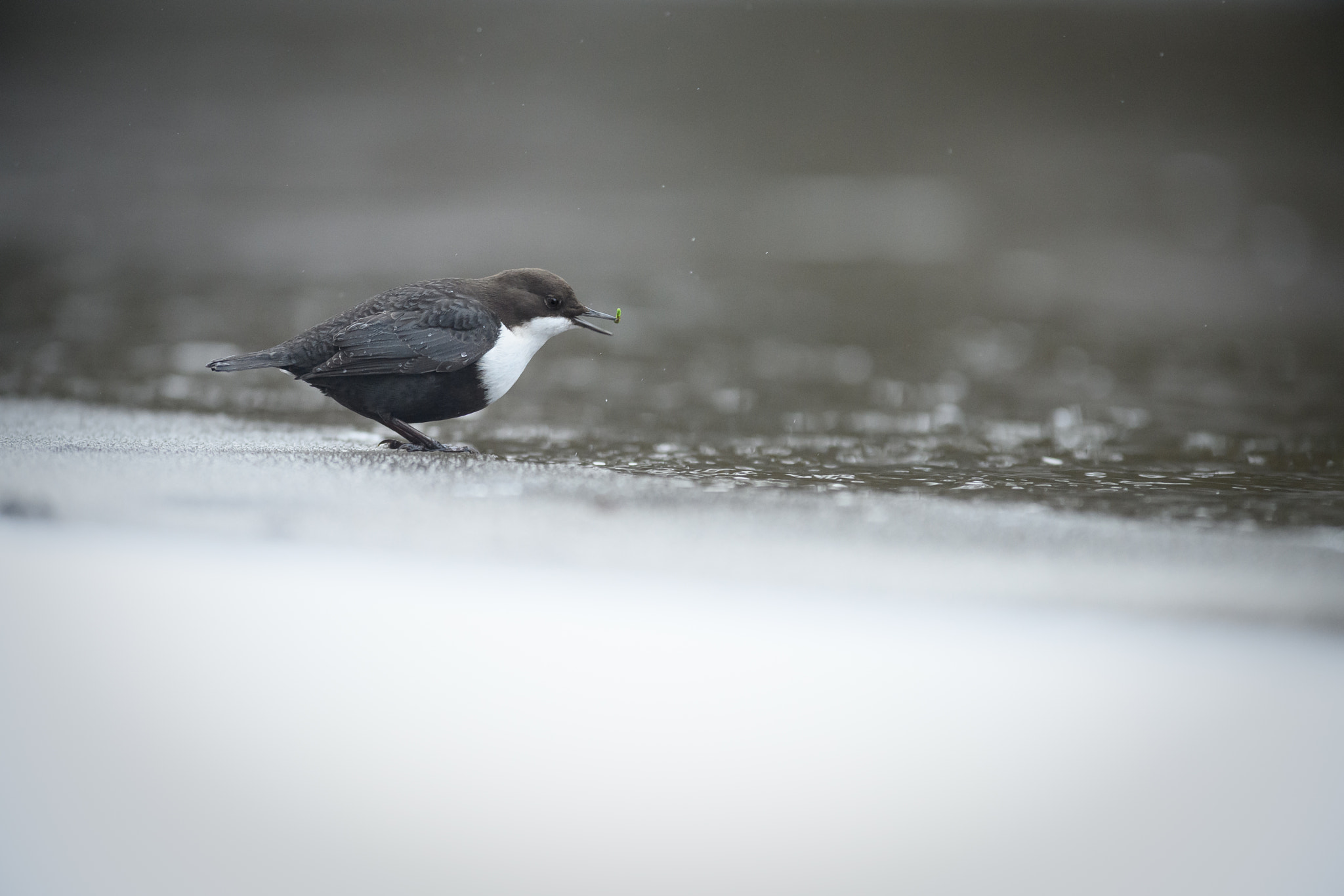Nikon AF-S Nikkor 300mm F2.8G ED VR II sample photo. Glamorize photography