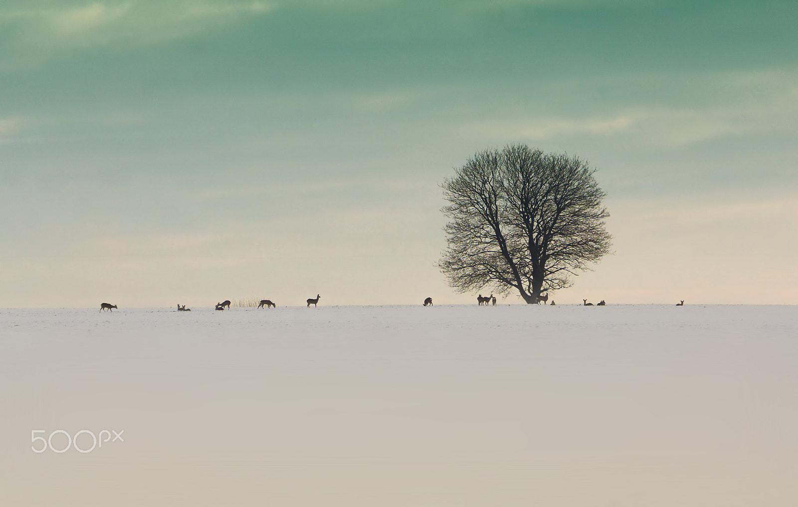 Sony E 18-200mm F3.5-6.3 OSS sample photo. Roe deer photography