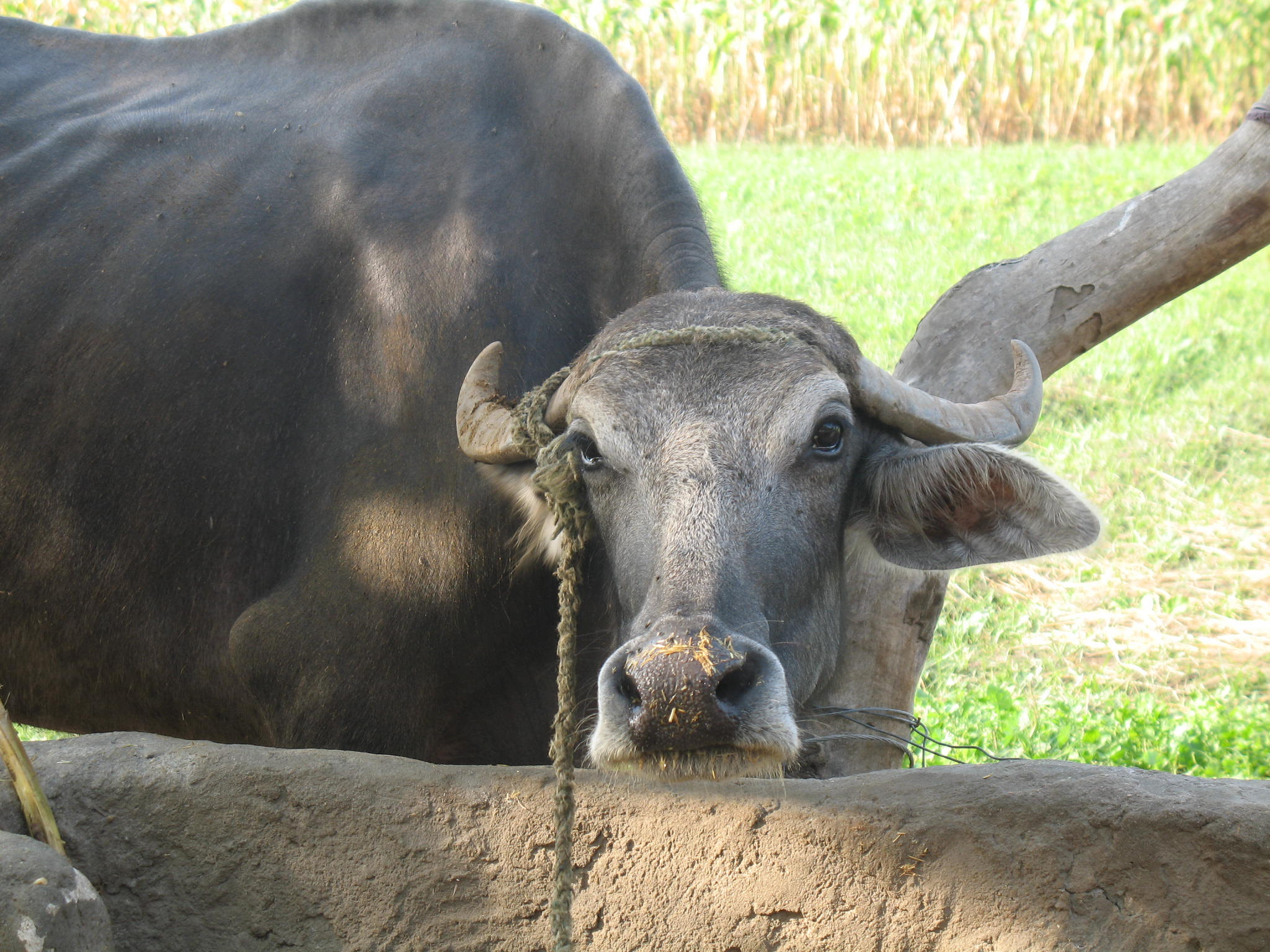 Canon POWERSHOT A620 sample photo. Egyptian buffle photography