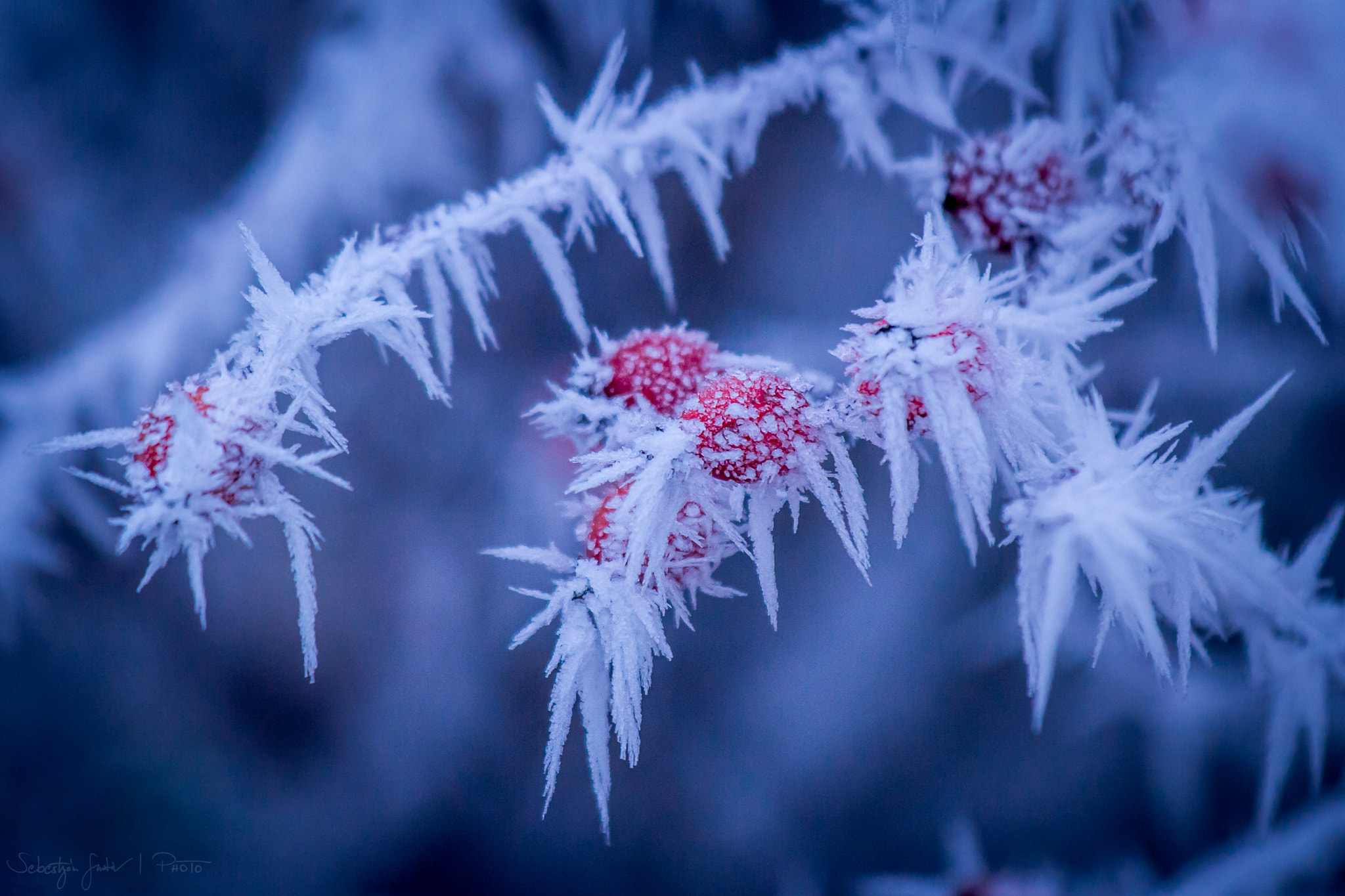 Canon EOS 60D + Canon EF 70-200mm F4L IS USM sample photo. Frozen iii. photography