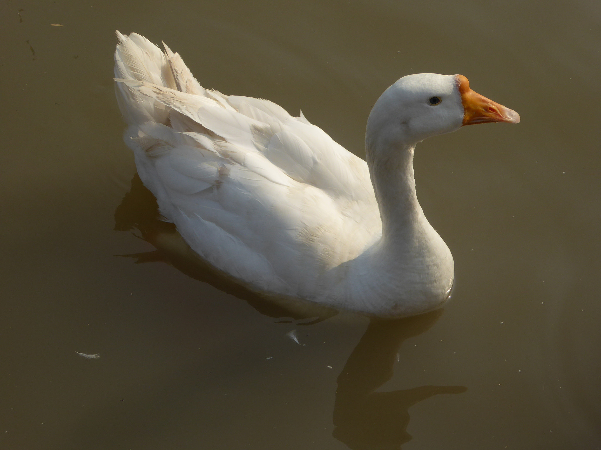 Panasonic Lumix DMC-ZS40 (Lumix DMC-TZ60) sample photo. Swan photography