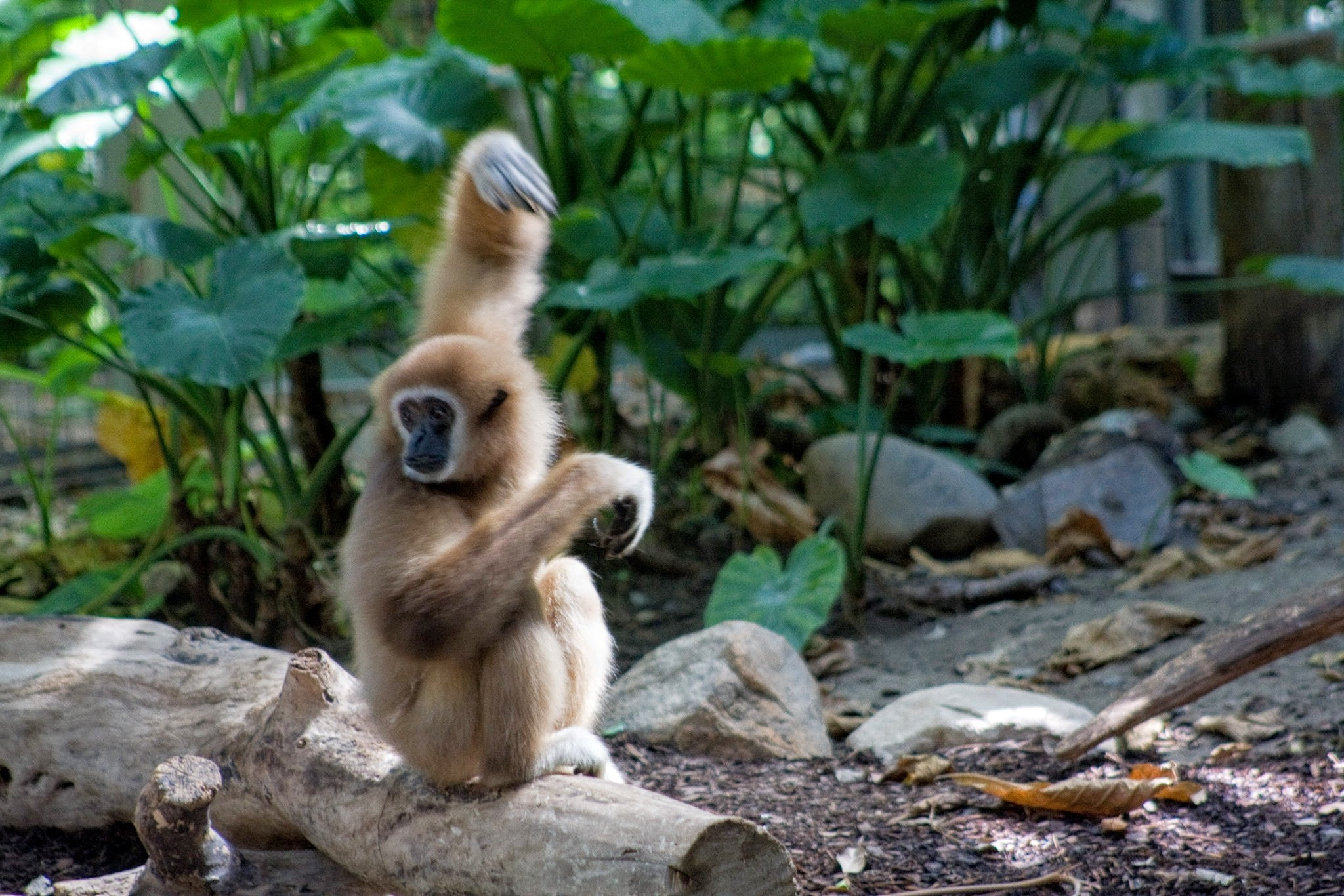 Canon EF 75-300mm f/4-5.6 USM sample photo. Monkeying around photography
