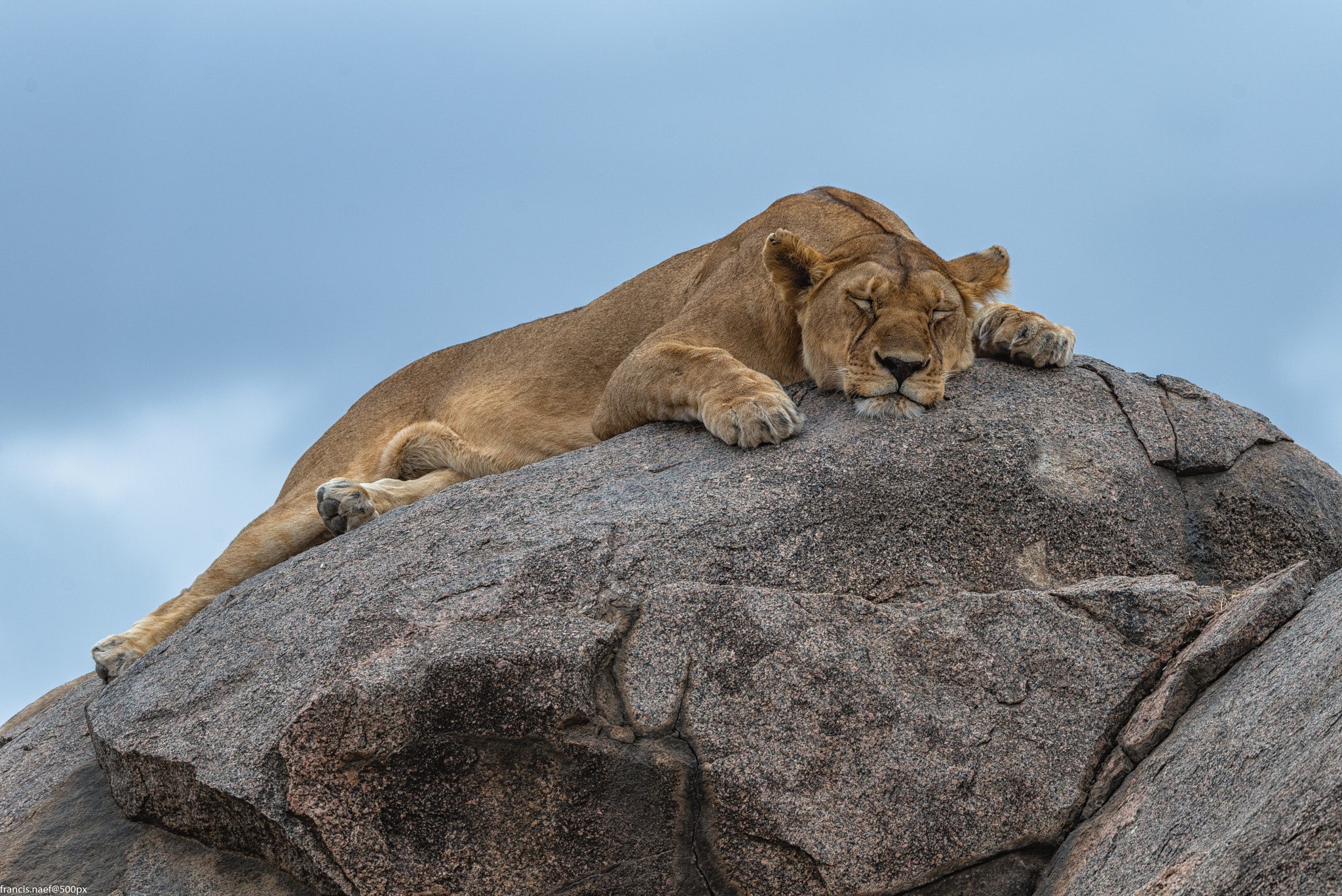 Sigma 150-600mm F5-6.3 DG OS HSM | S sample photo. Happy lion photography