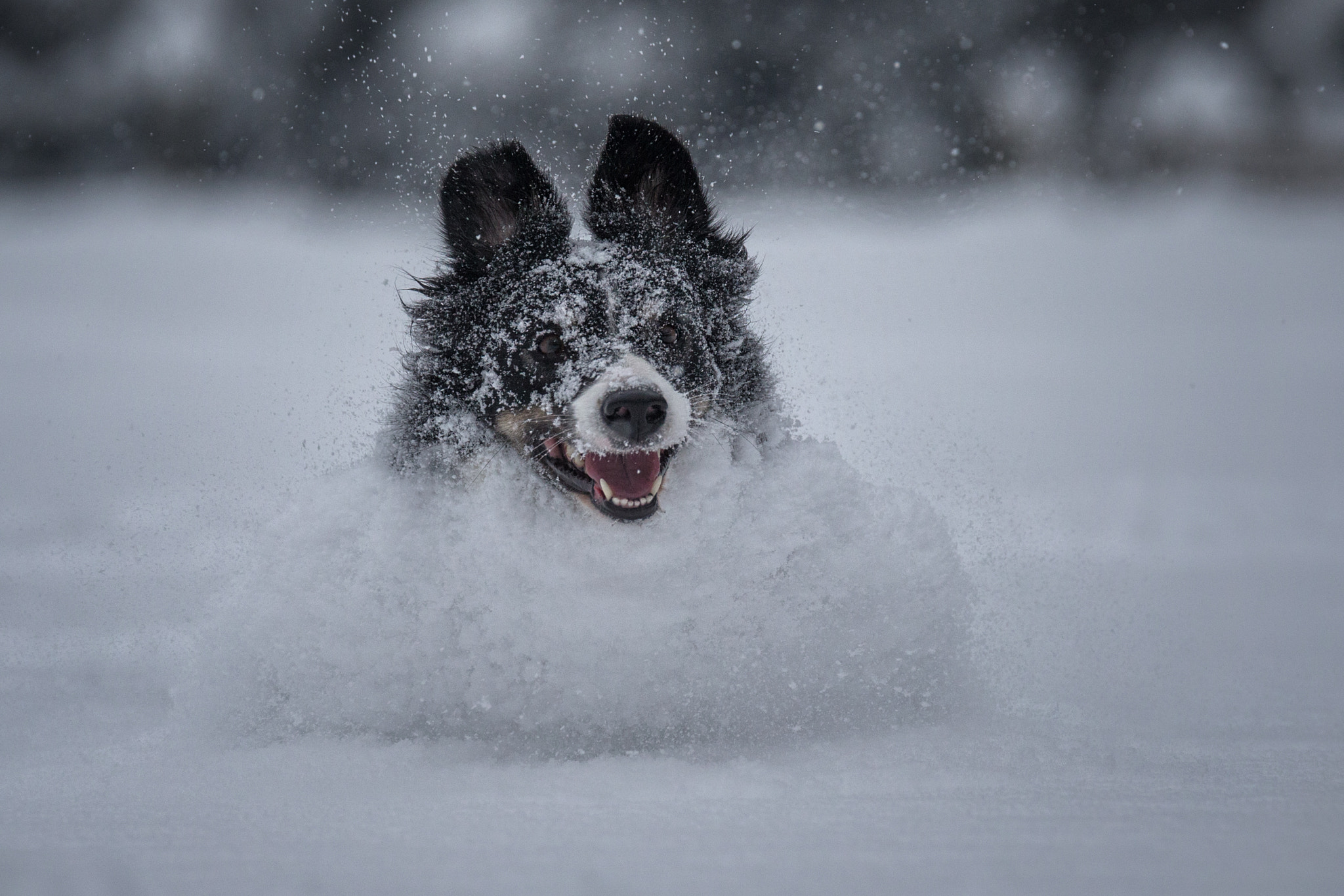 Canon EF 200mm F2.8L II USM sample photo. Power photography