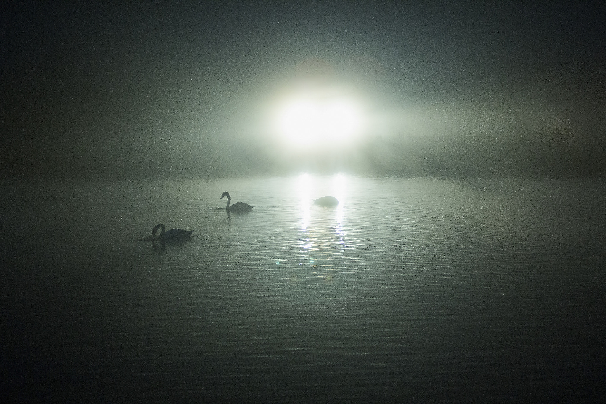 Canon EOS 600D (Rebel EOS T3i / EOS Kiss X5) + Canon EF 70-200mm F4L USM sample photo. Swan on the lake nature philipandersen photography