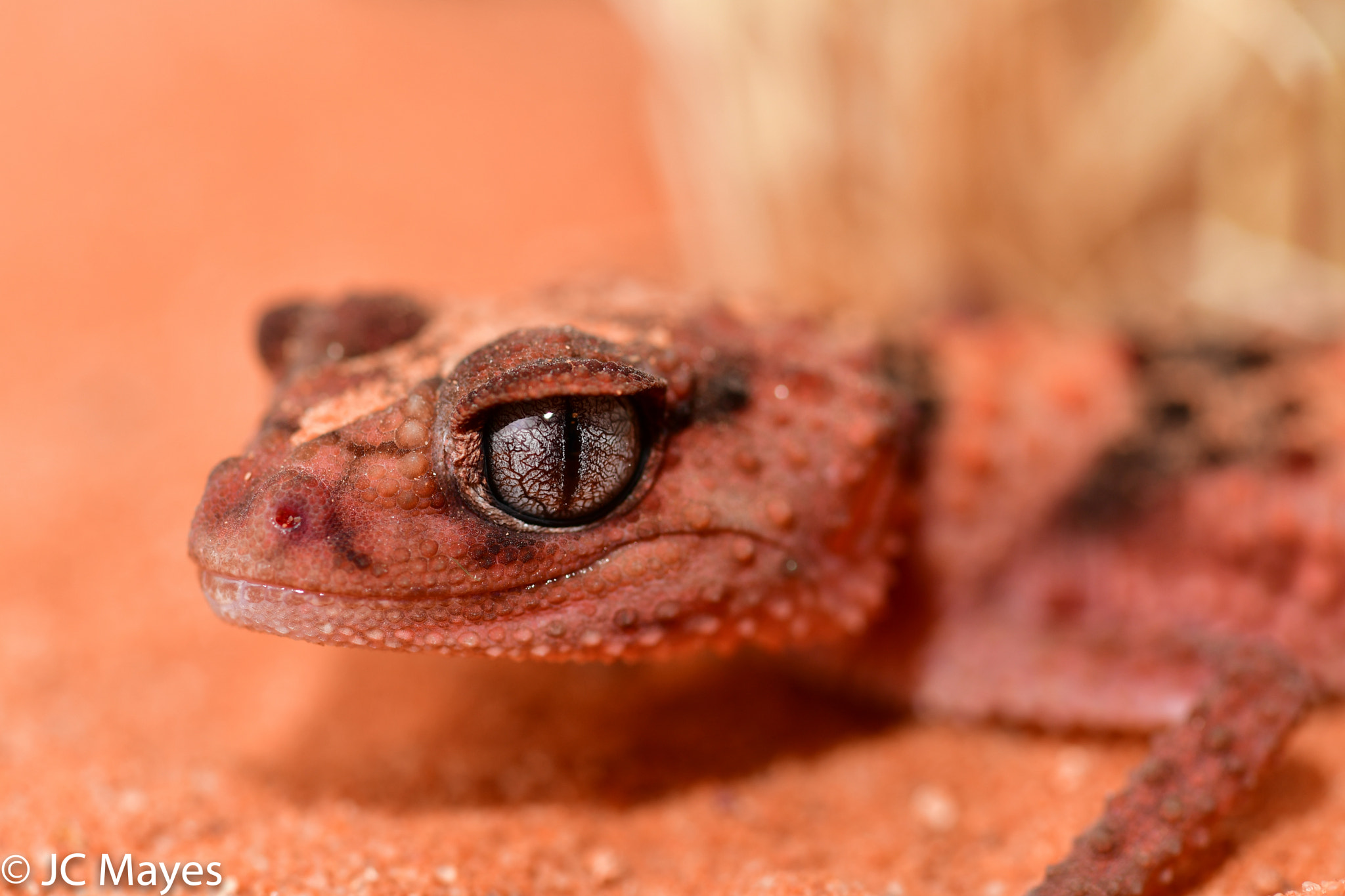 Nikon AF-S Micro-Nikkor 105mm F2.8G IF-ED VR sample photo. "the eye of the gecko".  the gecko is a small dese ... photography