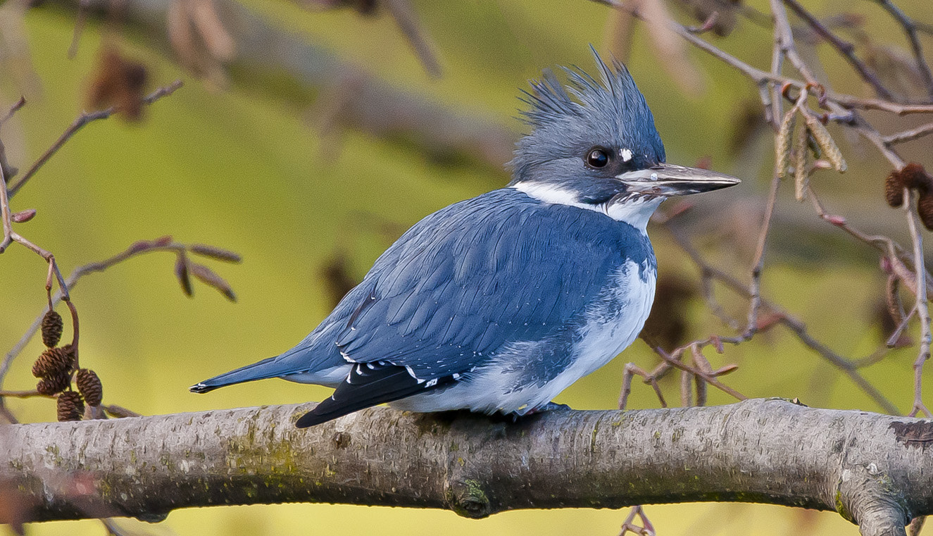 Nikon D300 + Sigma 150-600mm F5-6.3 DG OS HSM | C sample photo. Belted kingfisher photography