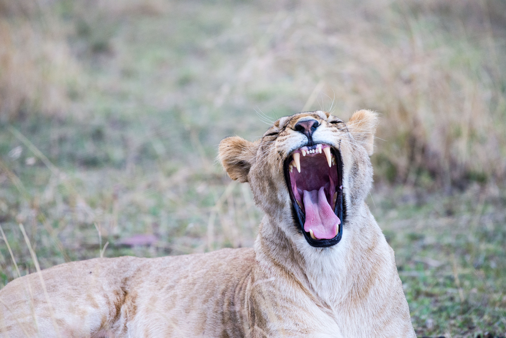 Nikon AF-S Nikkor 200-500mm F5.6E ED VR sample photo. Wild lioness agape photography