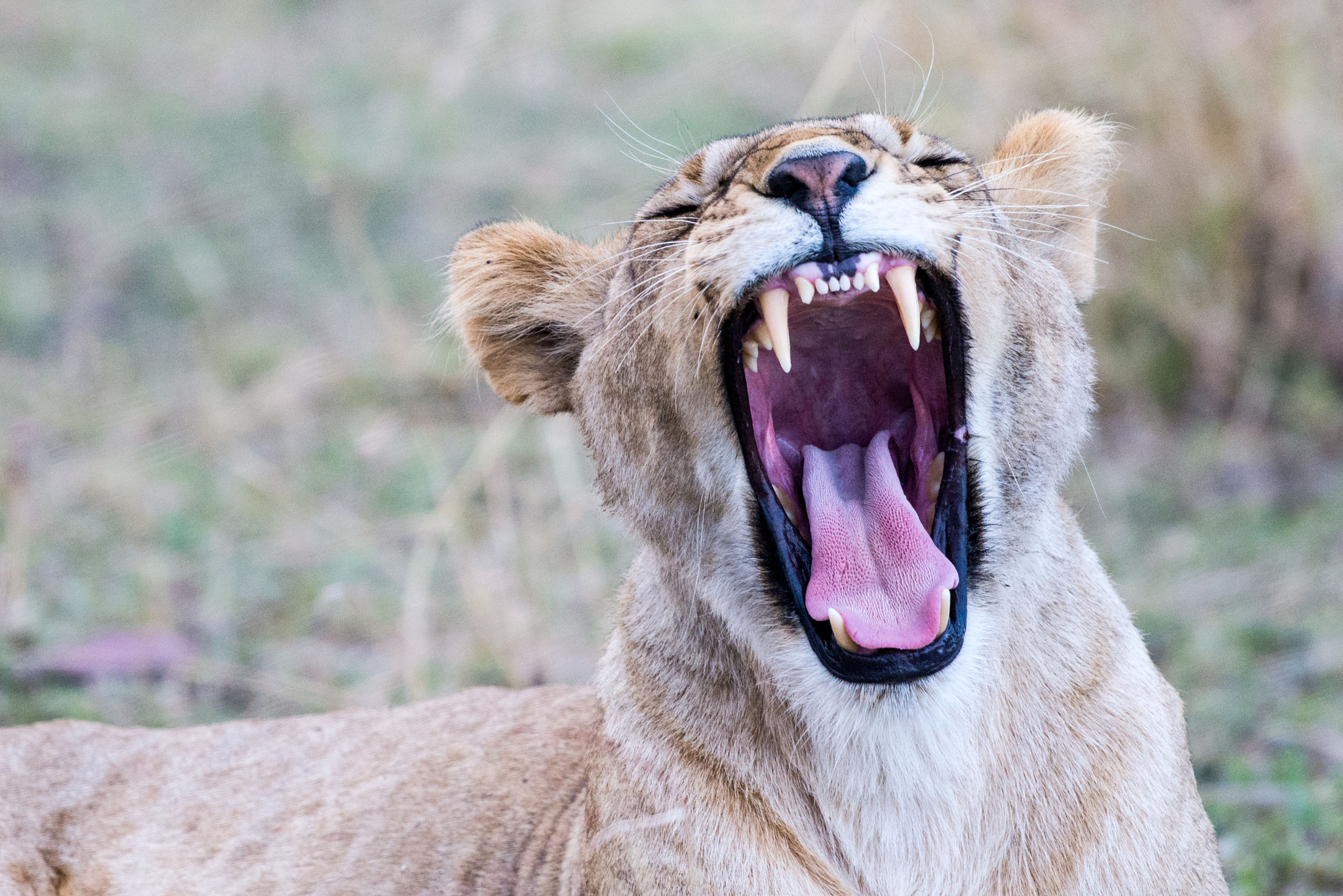 Nikon AF-S Nikkor 200-500mm F5.6E ED VR sample photo. Wild lioness agape photography