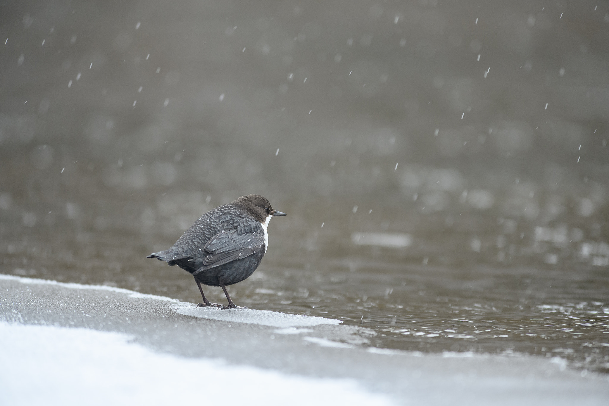 Nikon AF-S Nikkor 300mm F2.8G ED VR II sample photo. Bad weather photography