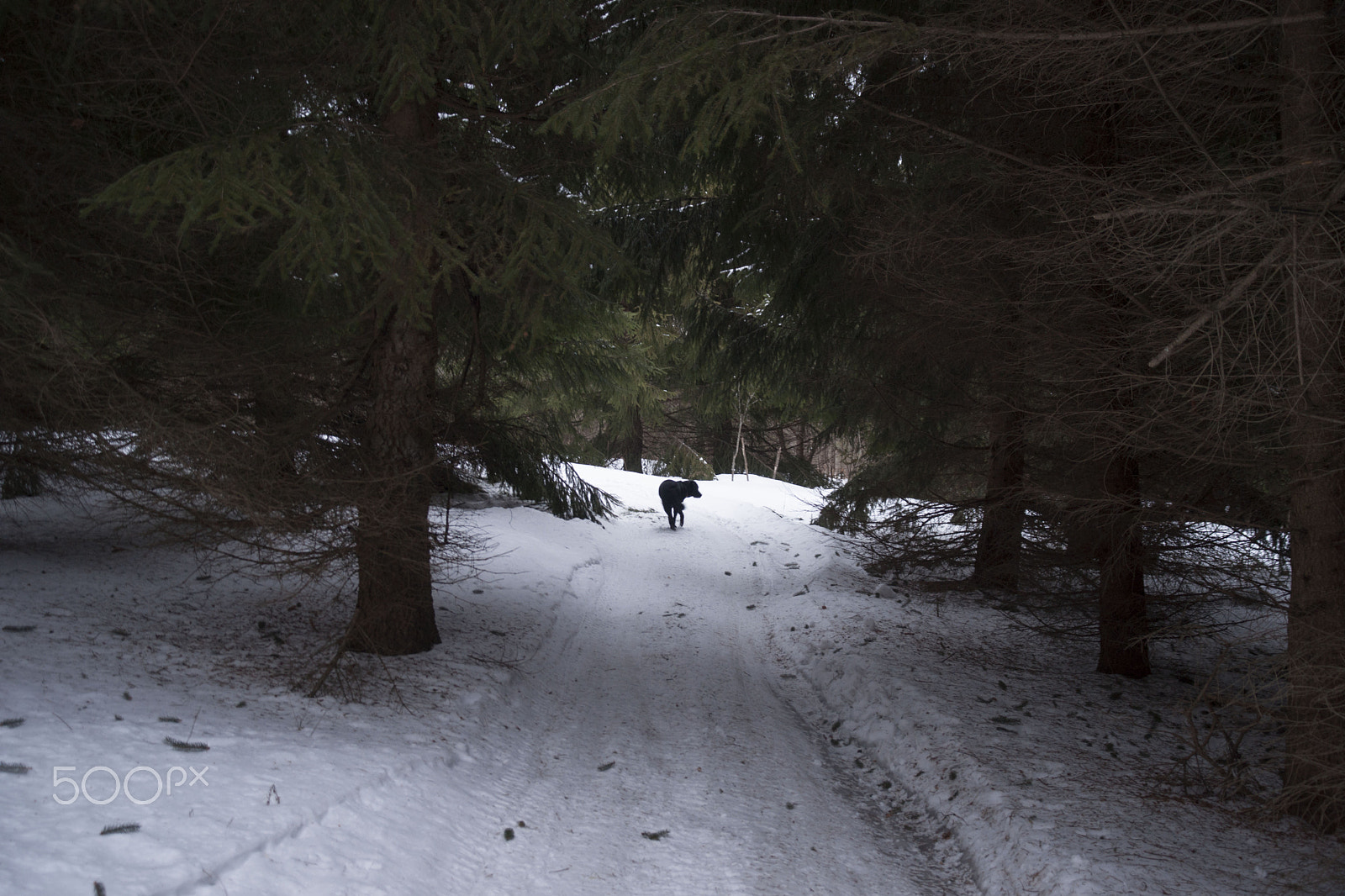 Sony Alpha DSLR-A900 sample photo. A walk in the woods photography