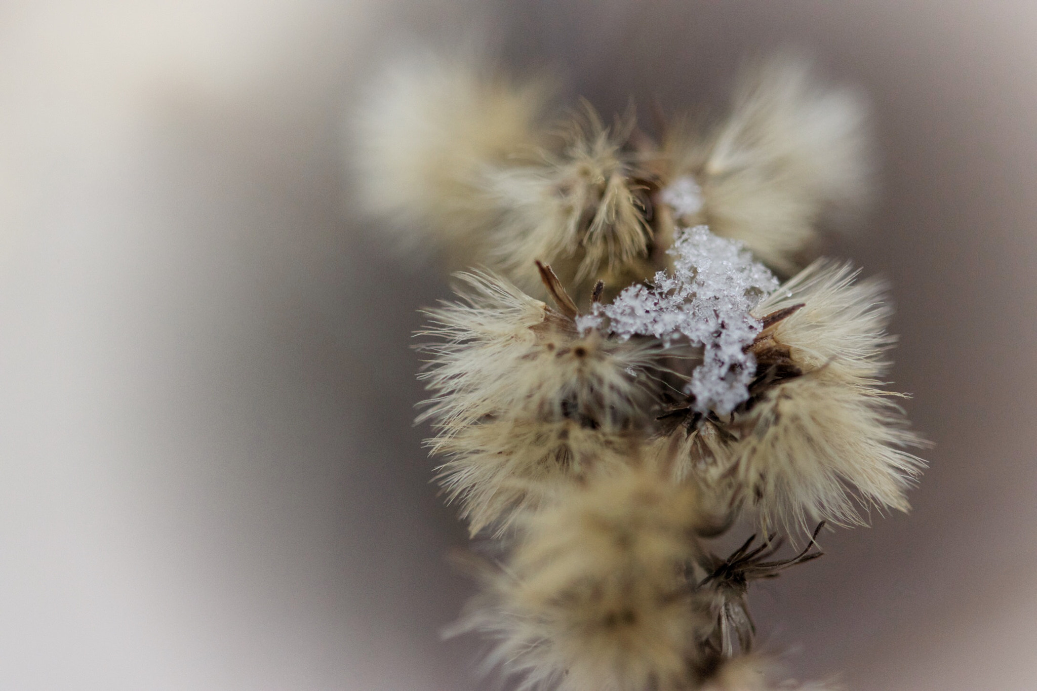 Canon EF 100mm F2.8L Macro IS USM sample photo. Winter's breath photography