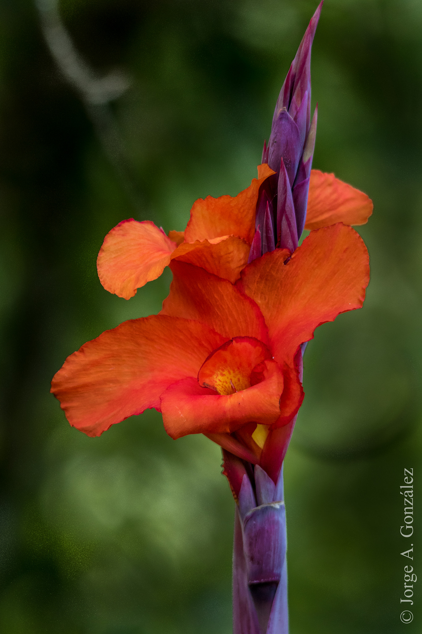 Sigma 150-500mm F5-6.3 DG OS HSM sample photo. Red flower photography