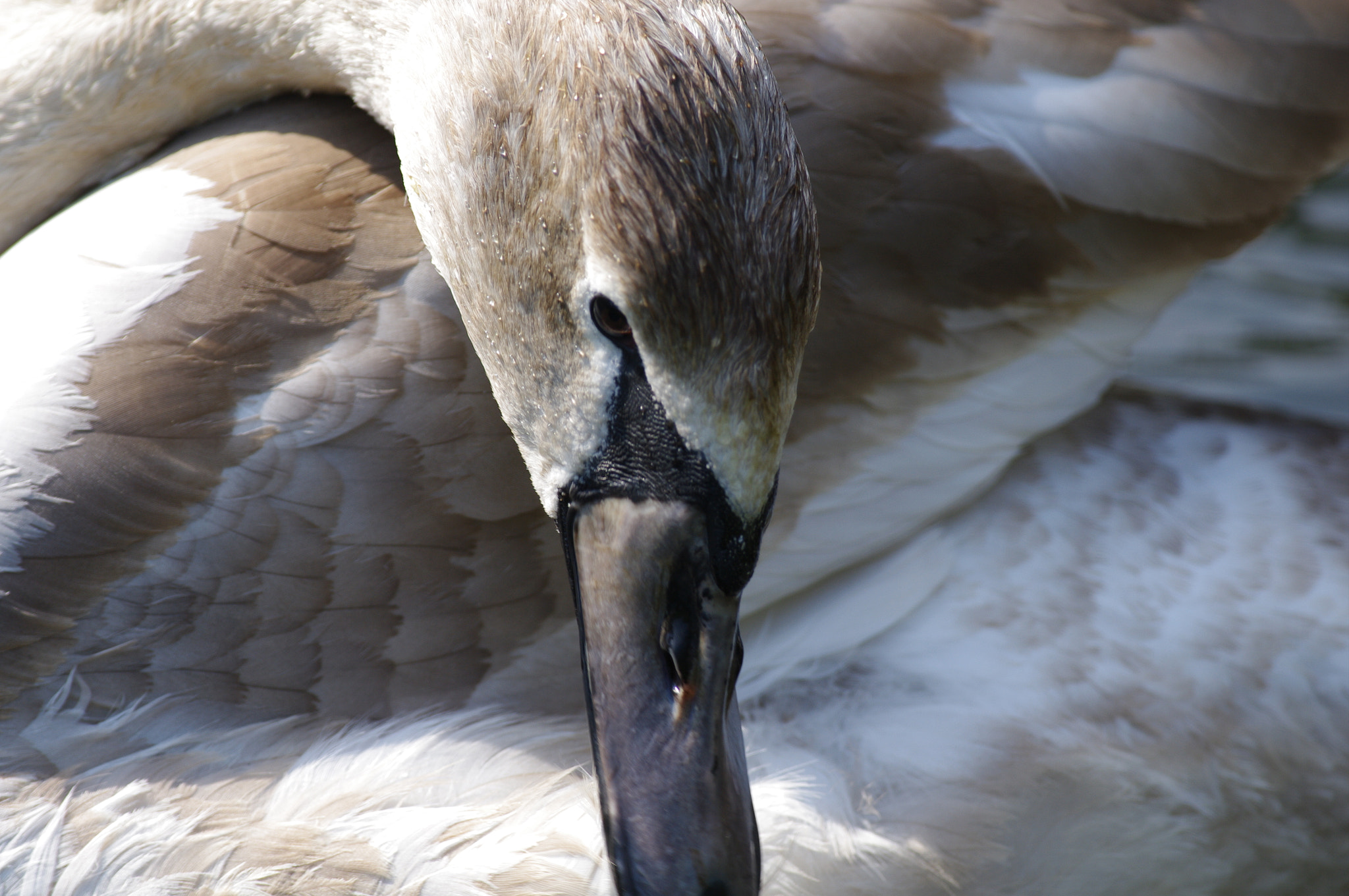 Pentax smc DA* 300mm F4.0 ED (IF) SDM sample photo. Mslv photography