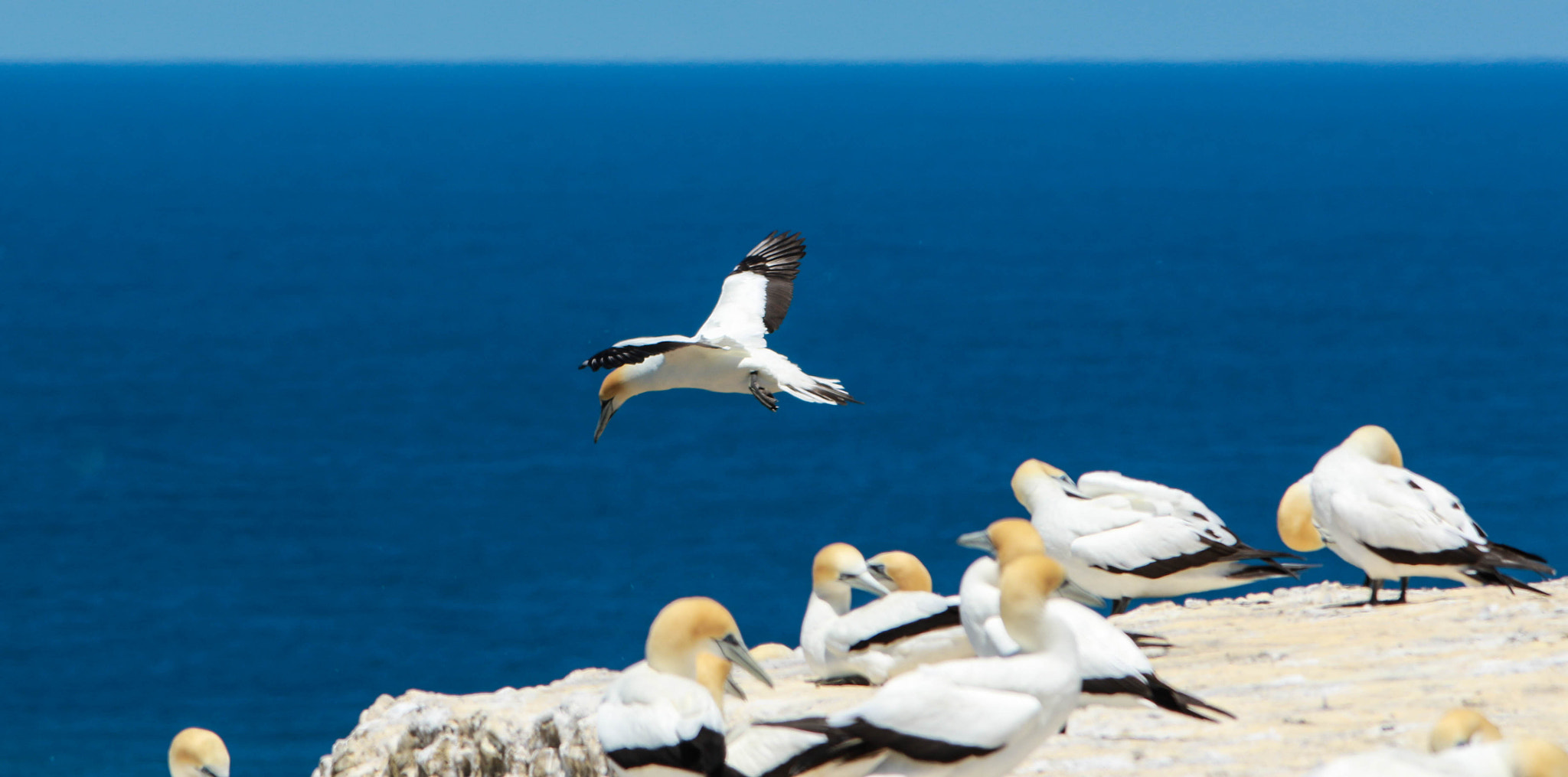 Sigma 150-500mm F5-6.3 DG OS HSM sample photo. Hover in the breeze photography