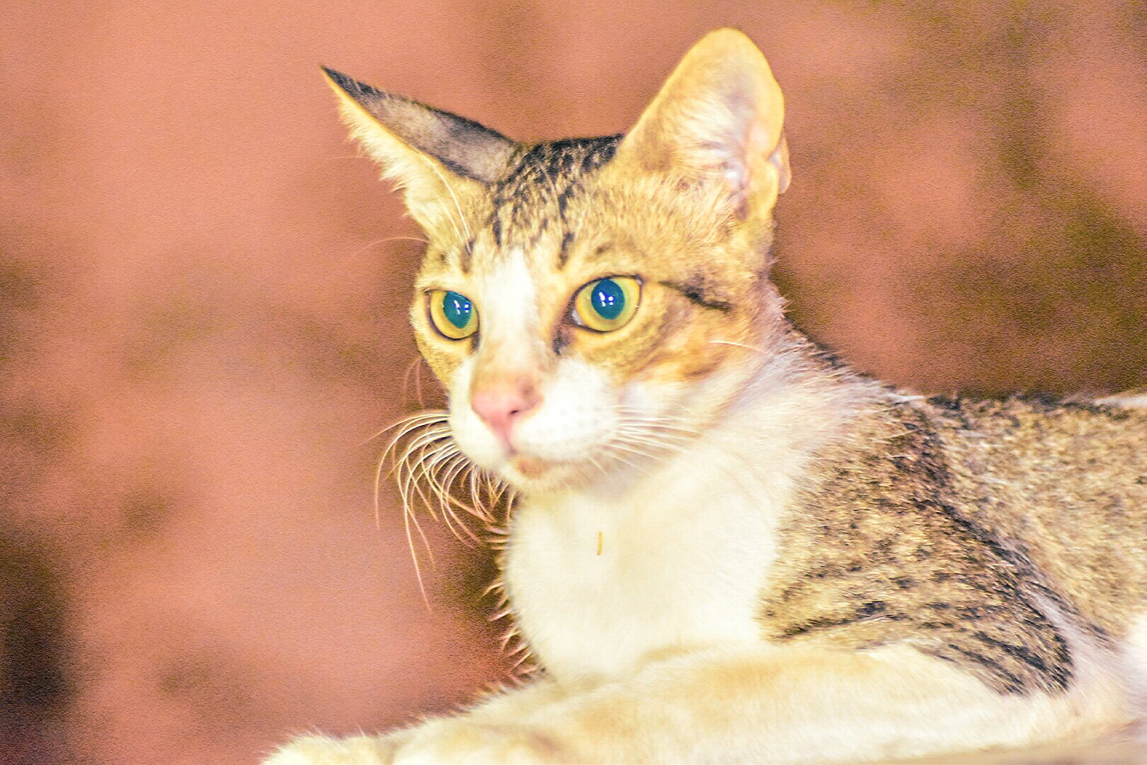 Nikon AF Nikkor 70-300mm F4-5.6G sample photo