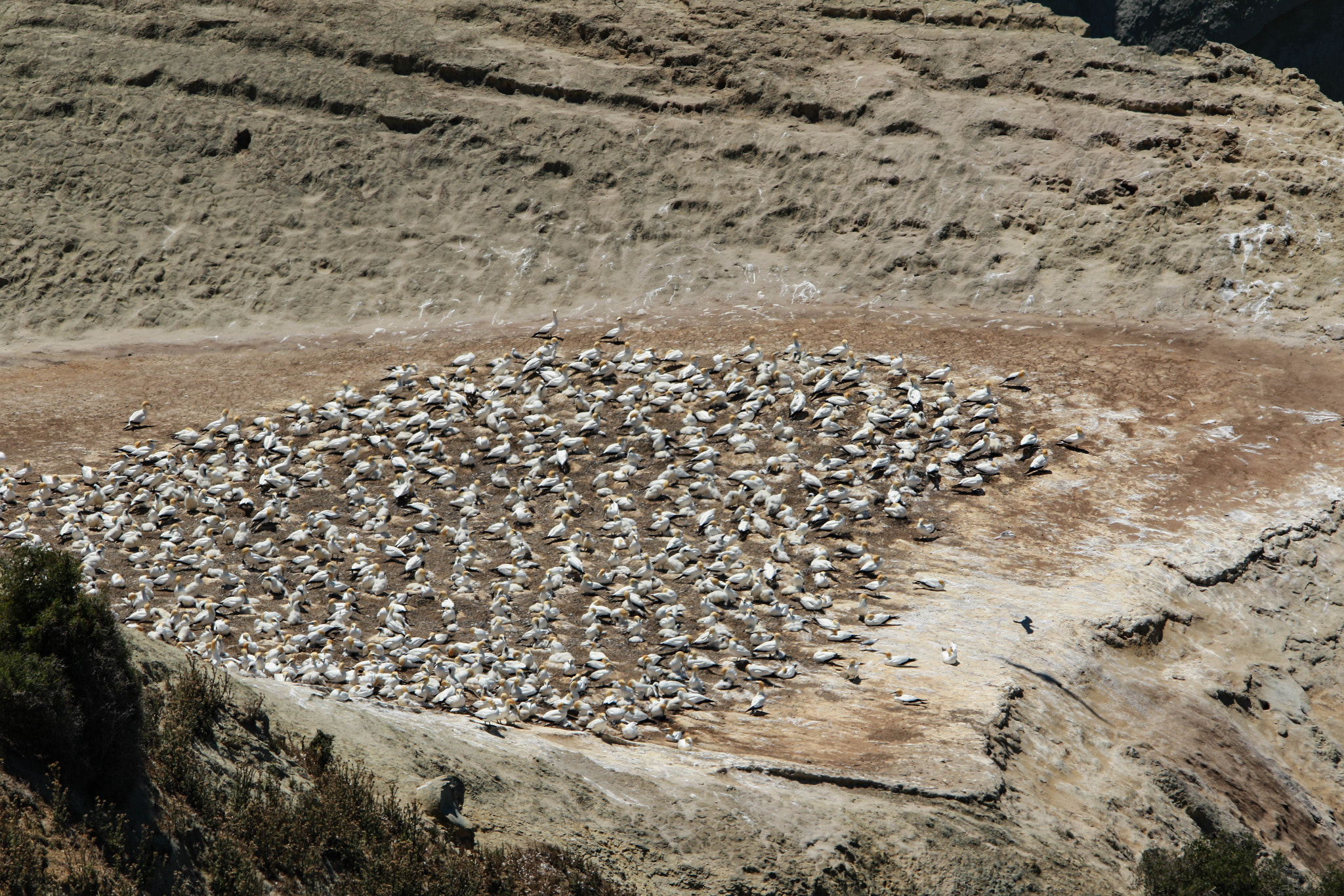 Sigma 150-500mm F5-6.3 DG OS HSM sample photo. A colony photography