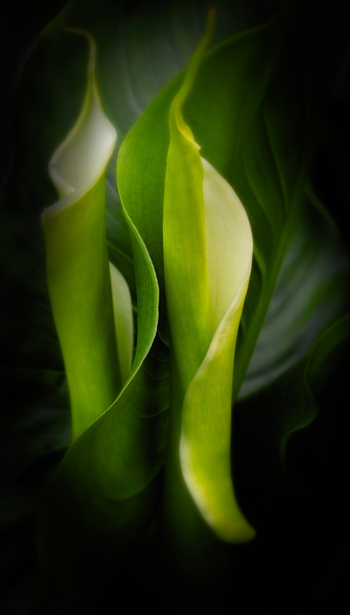 Nikon 1 Nikkor 11-27.5mm F3.5-5.6 sample photo. Abstract by nature photography