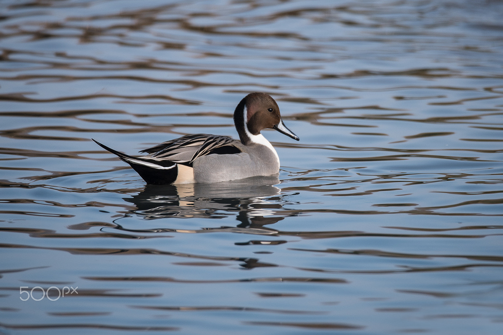 Nikon D750 + Sigma 150-600mm F5-6.3 DG OS HSM | S sample photo. So that's why they call them pintail photography