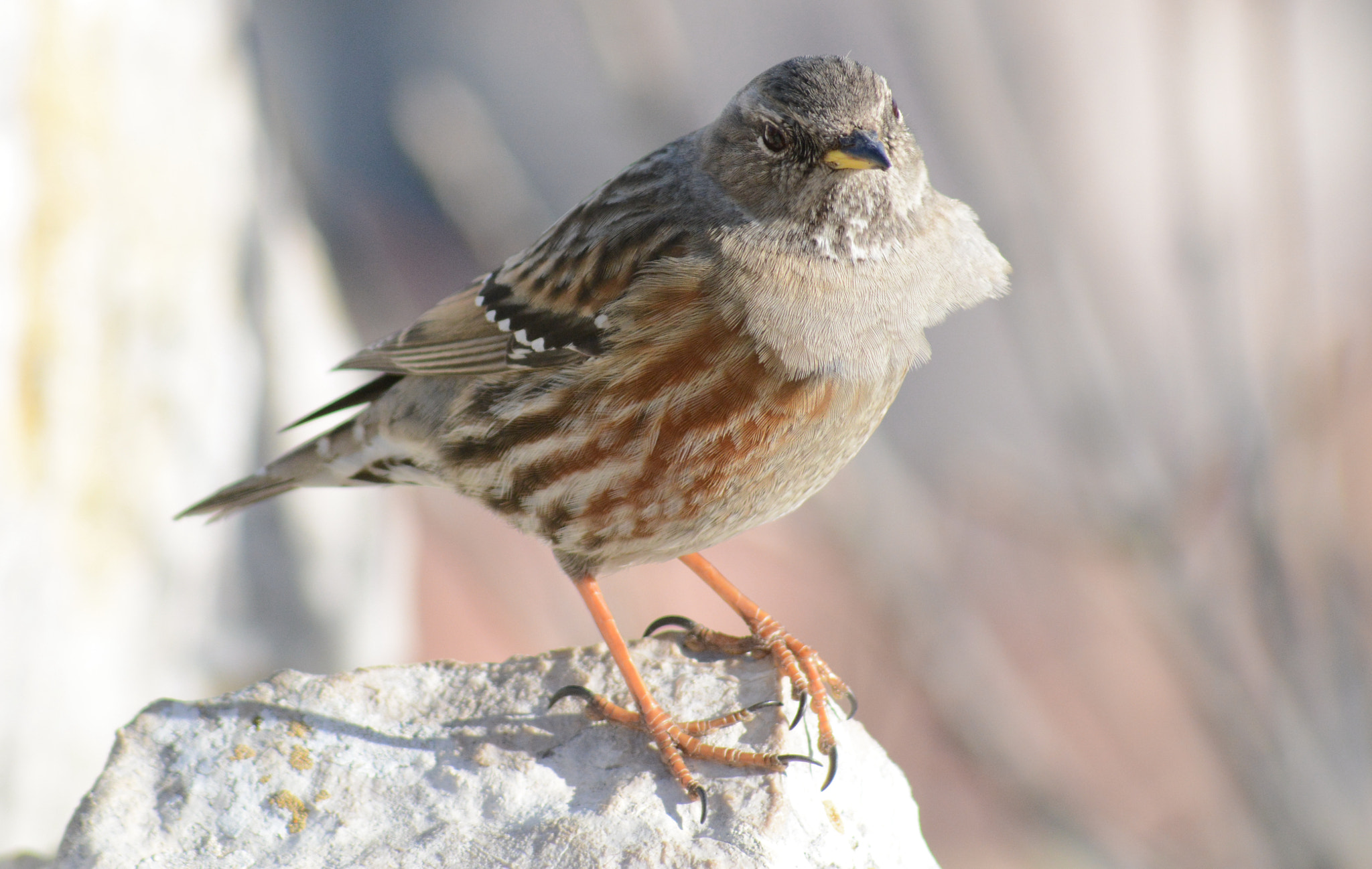 Sigma 70-300mm F4-5.6 APO DG Macro sample photo. Alpine accentor : feather in the wind photography