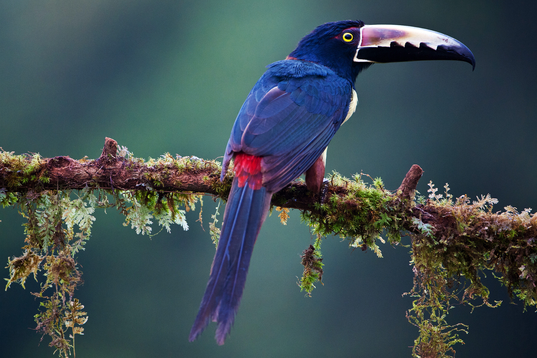 Nikon AF-S Nikkor 200-400mm F4G ED-IF VR sample photo. [ collared aracari ] photography