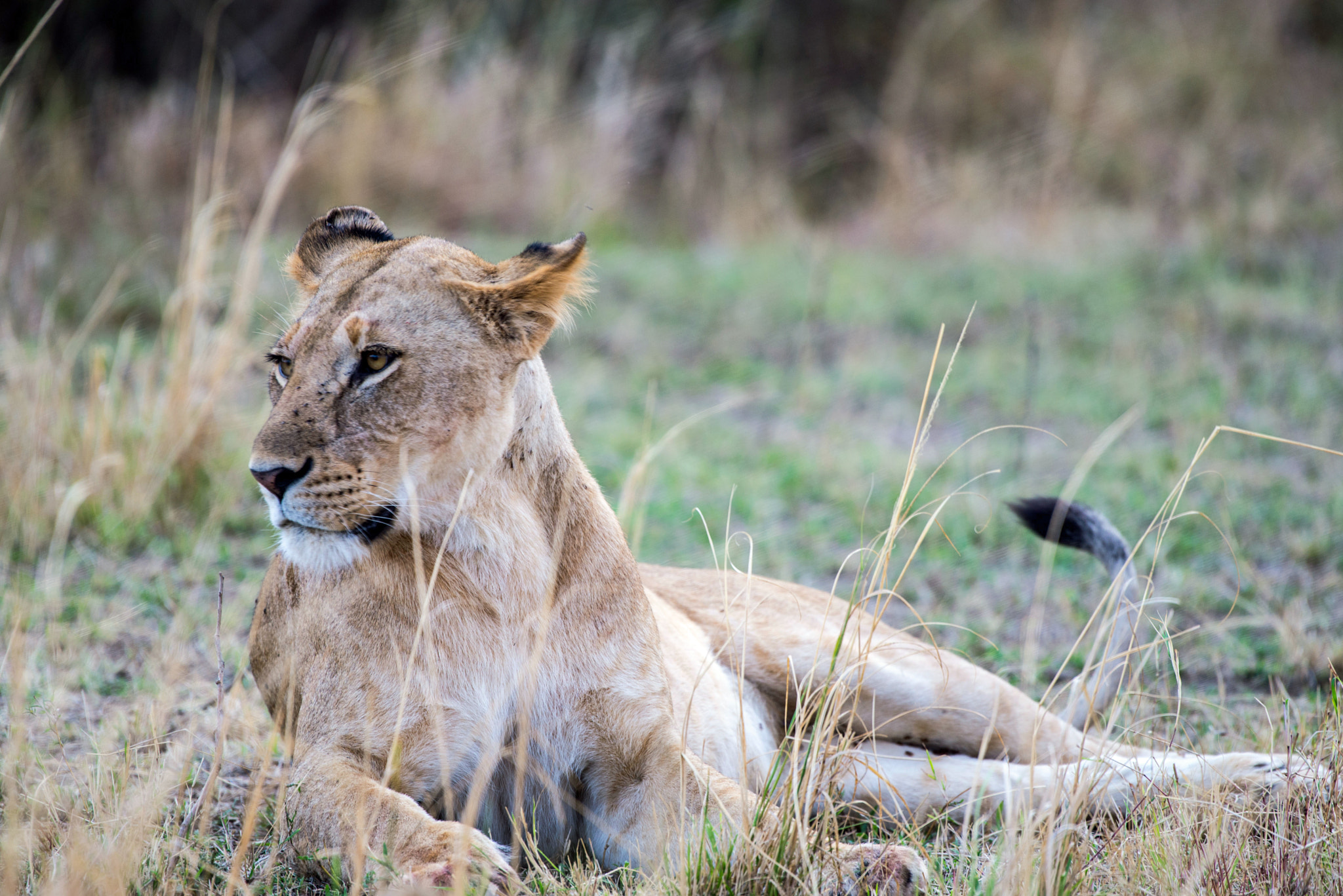 Nikon AF-S Nikkor 200-500mm F5.6E ED VR sample photo. Lioness in high grass photography