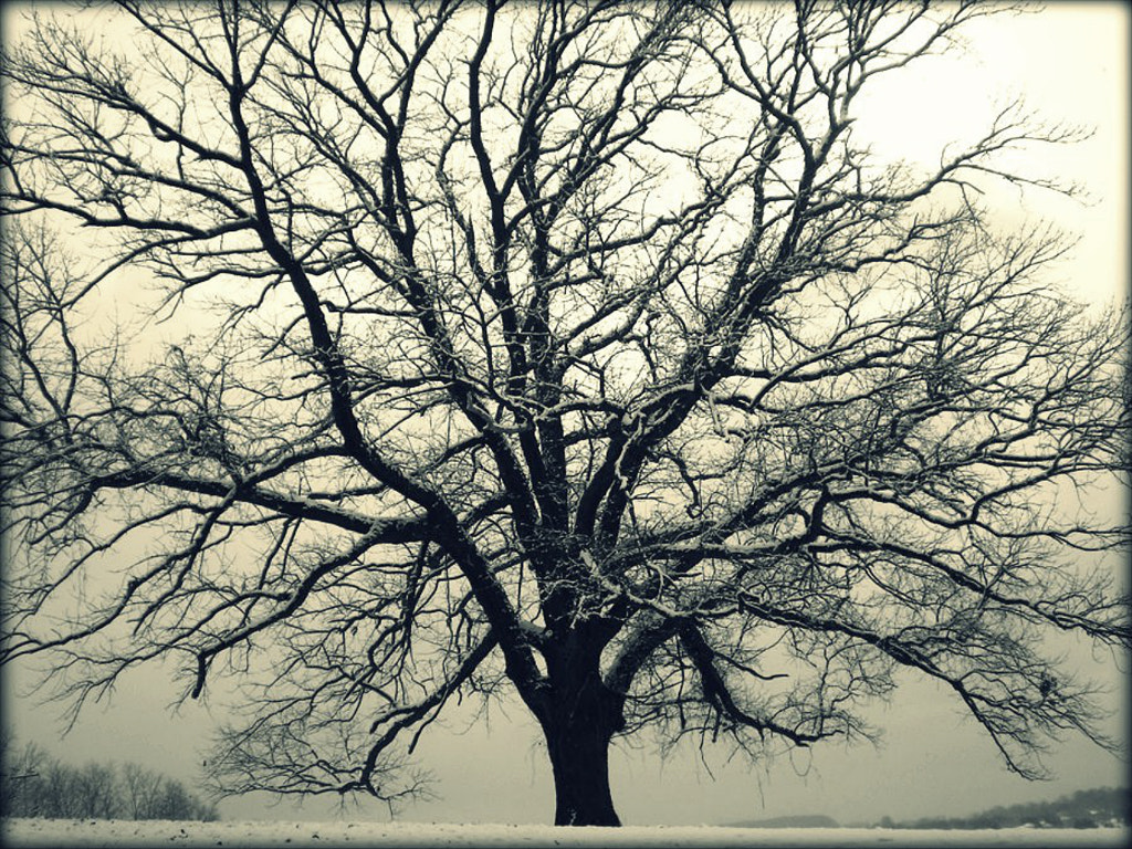 Cold Oak by JC Shamrock / 500px