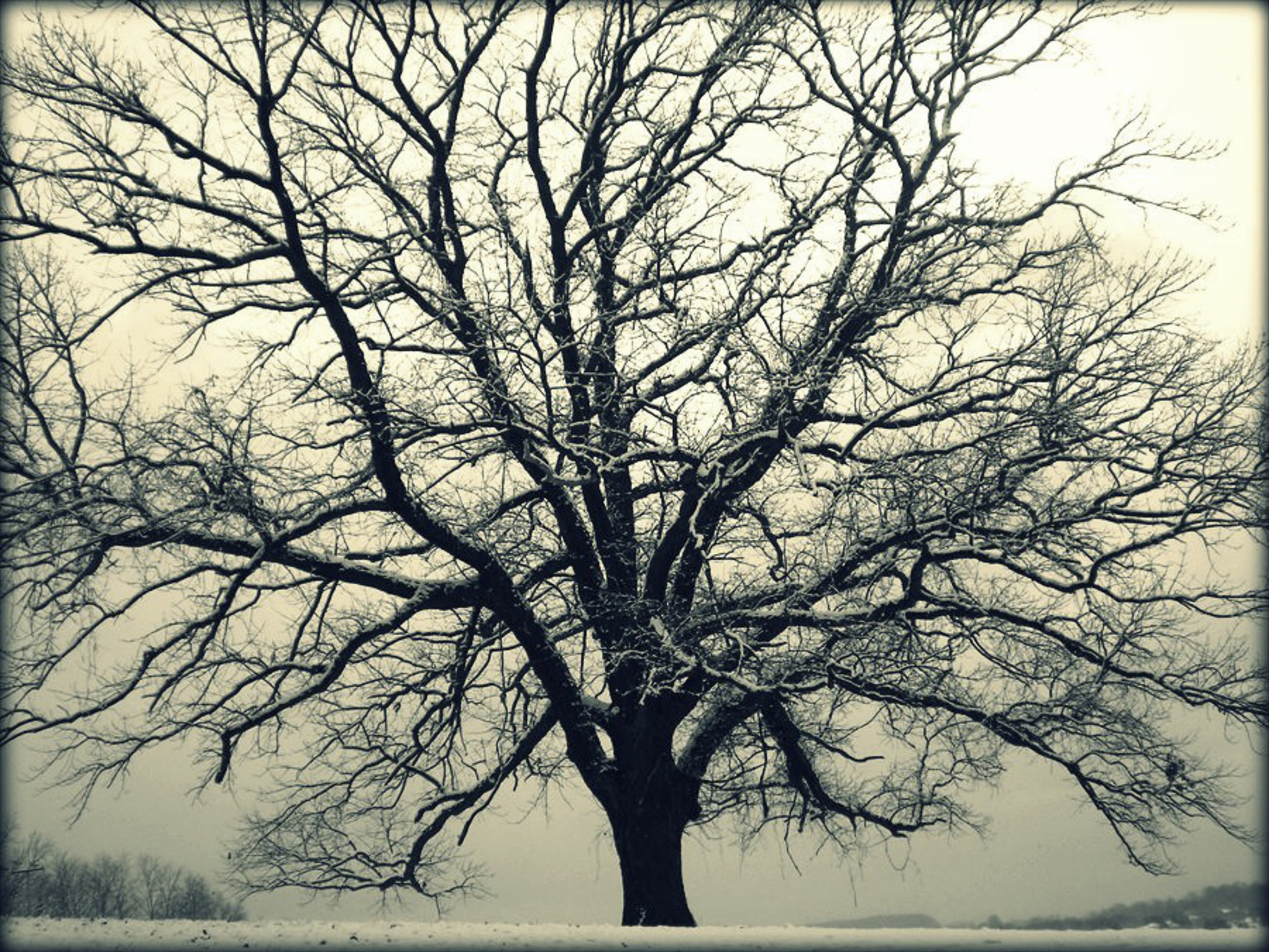 Cold Oak by JC Shamrock / 500px