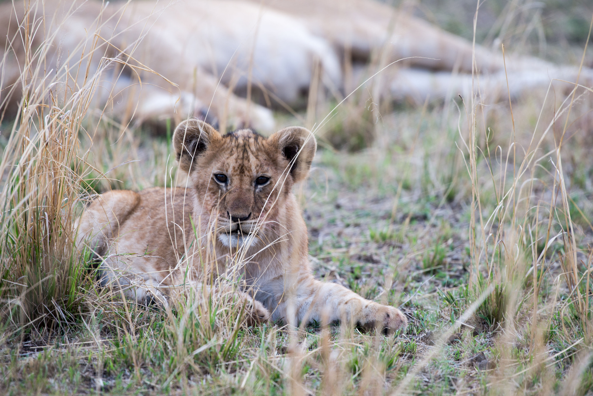 Nikon AF-S Nikkor 200-500mm F5.6E ED VR sample photo. Lion cub in high grass photography