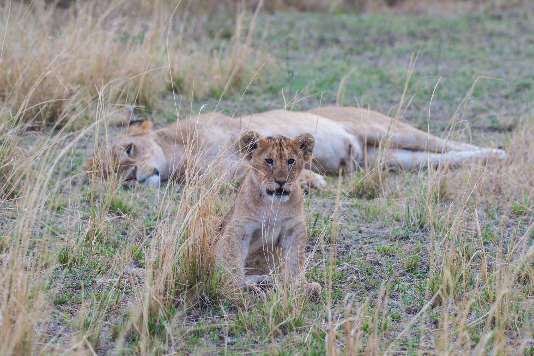 Nikon AF-S Nikkor 200-500mm F5.6E ED VR sample photo. Lion cub in high grass photography