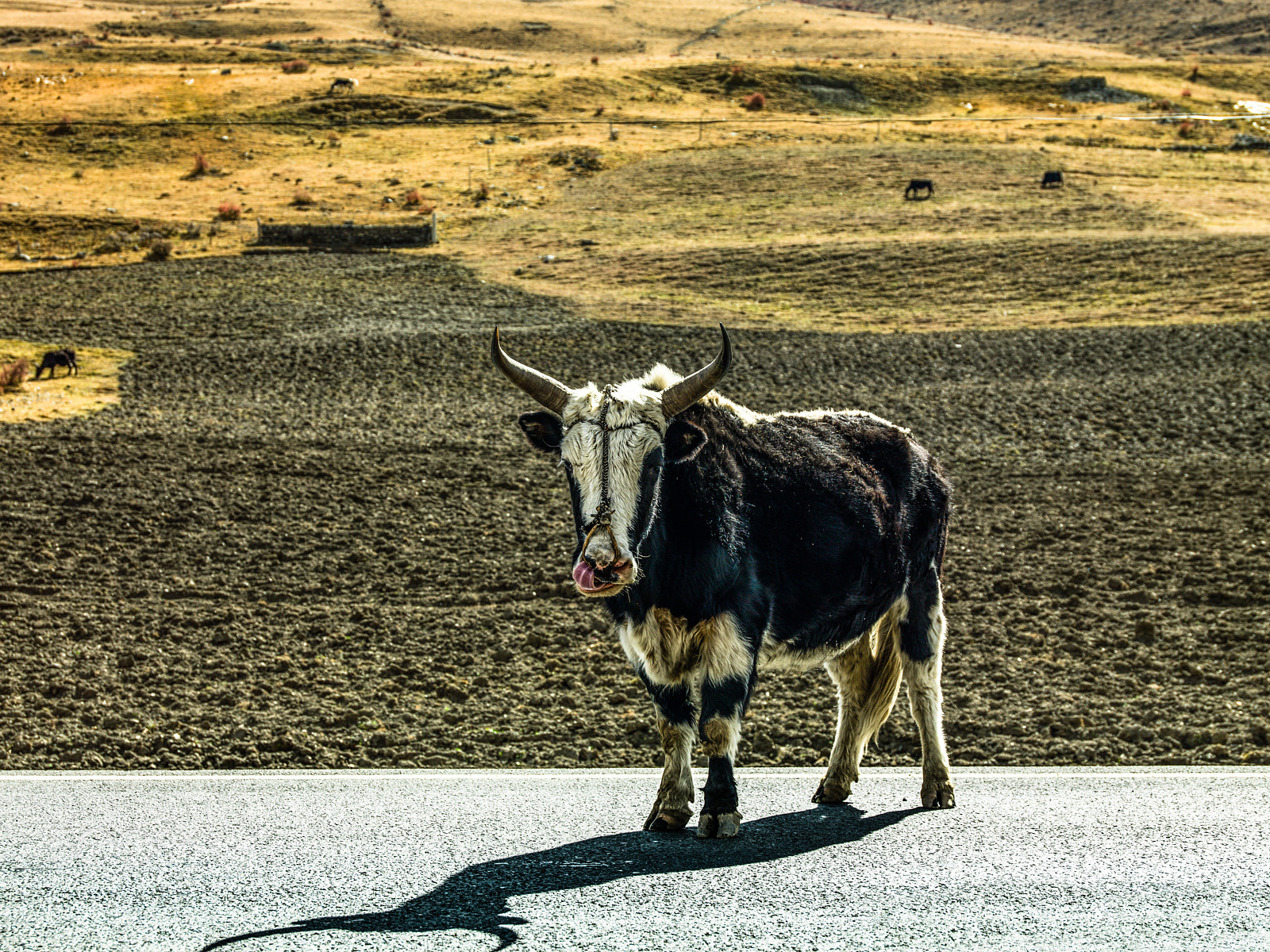 Hasselblad H4D sample photo. Tibetan yak photography