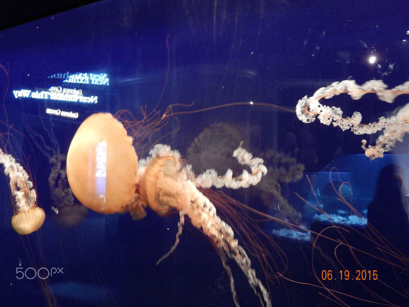 Nikon COOLPIX S9400 sample photo. Jellyfish photography