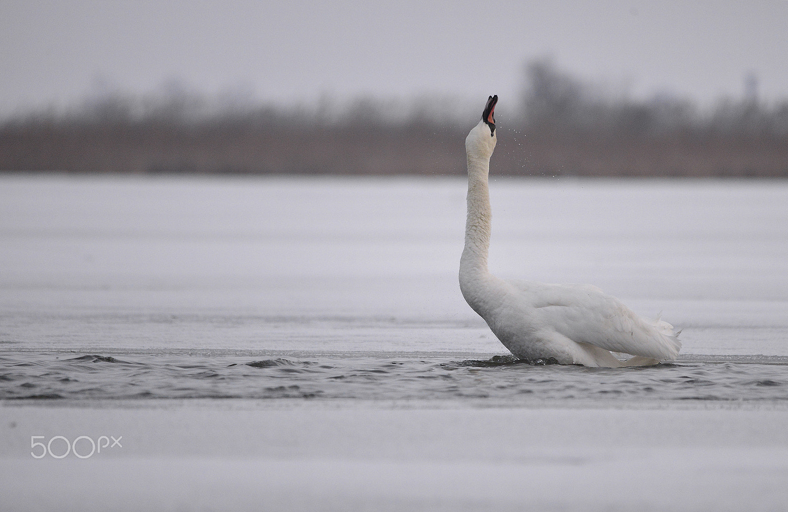 Sigma 150-500mm F5-6.3 DG OS HSM sample photo. Hattyúnyak photography