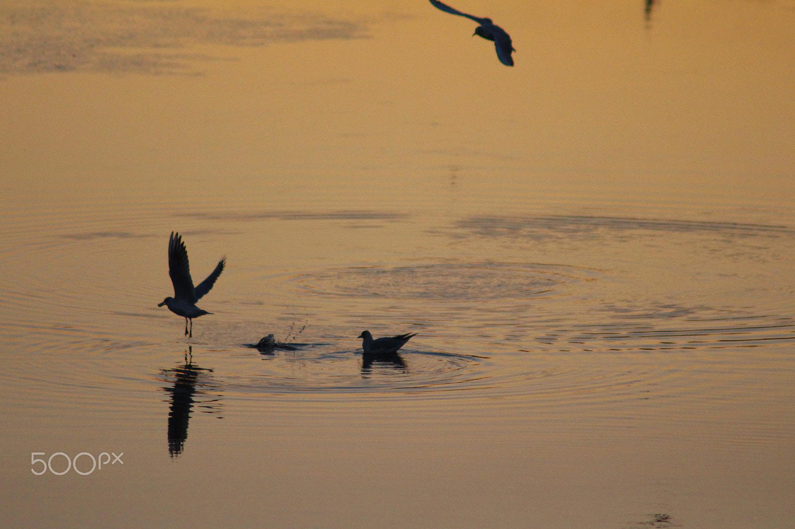 Canon EF 75-300mm F4.0-5.6 IS USM sample photo. Seagulls photography