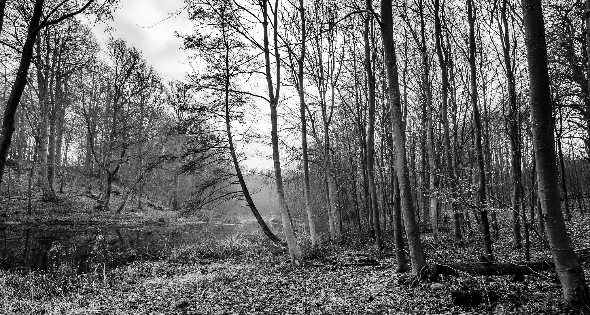 Tokina AT-X Pro 12-24mm F4 (IF) DX sample photo. Nature photography