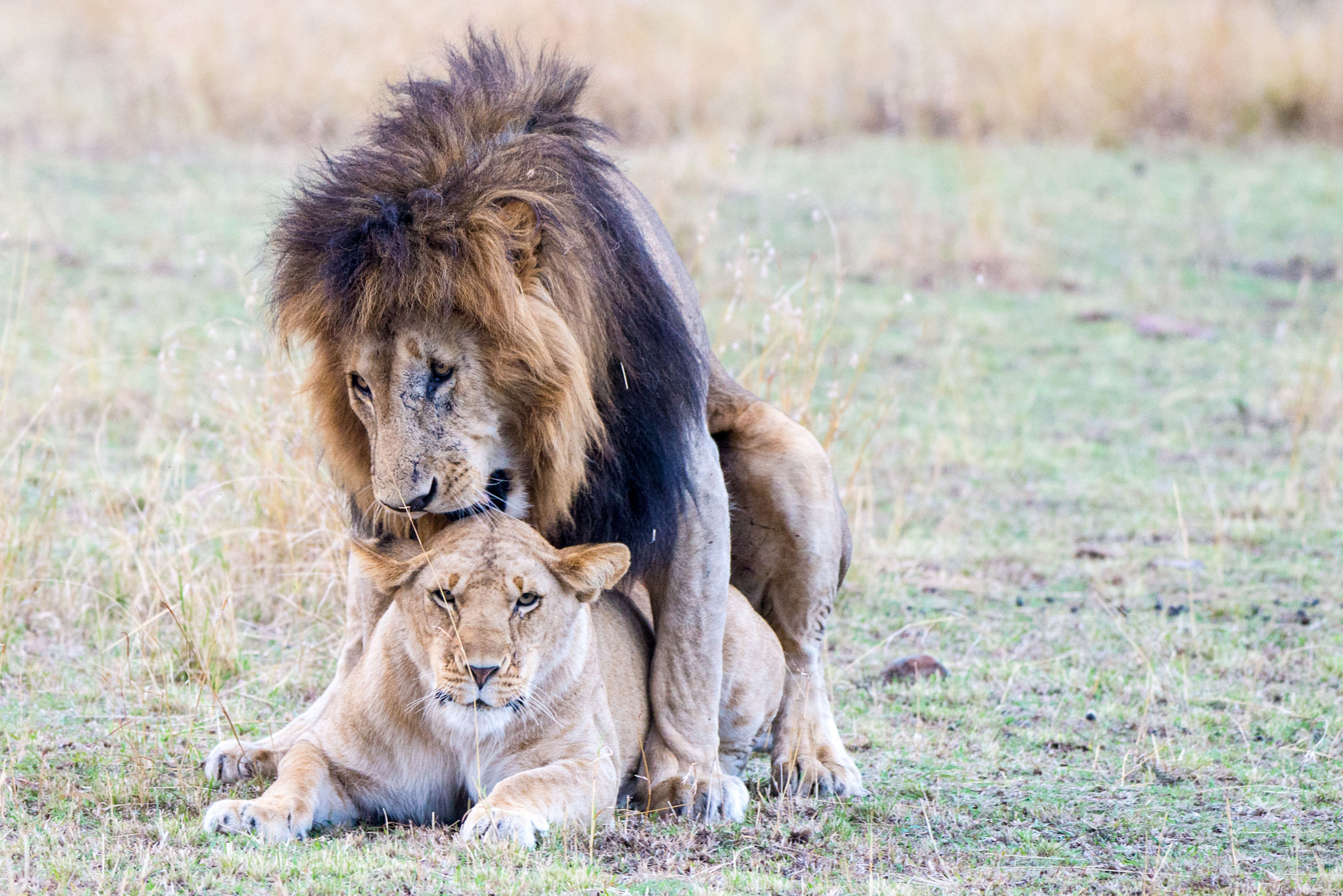 Nikon AF-S Nikkor 200-500mm F5.6E ED VR sample photo. Lion & lioness mating in the bush photography