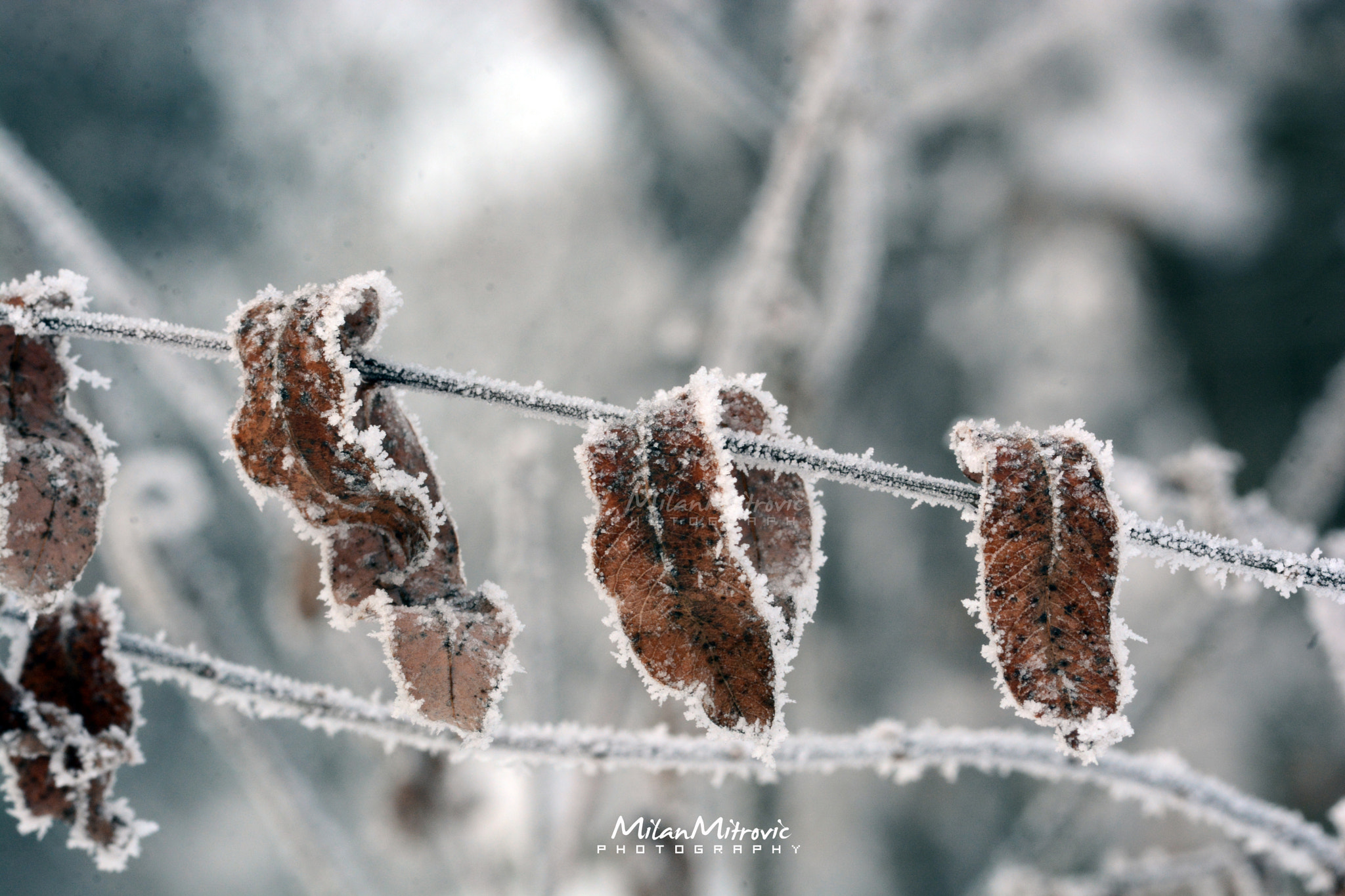 FSA-L2, EDG 65, 800mm F13 G sample photo. Frosty morning photography