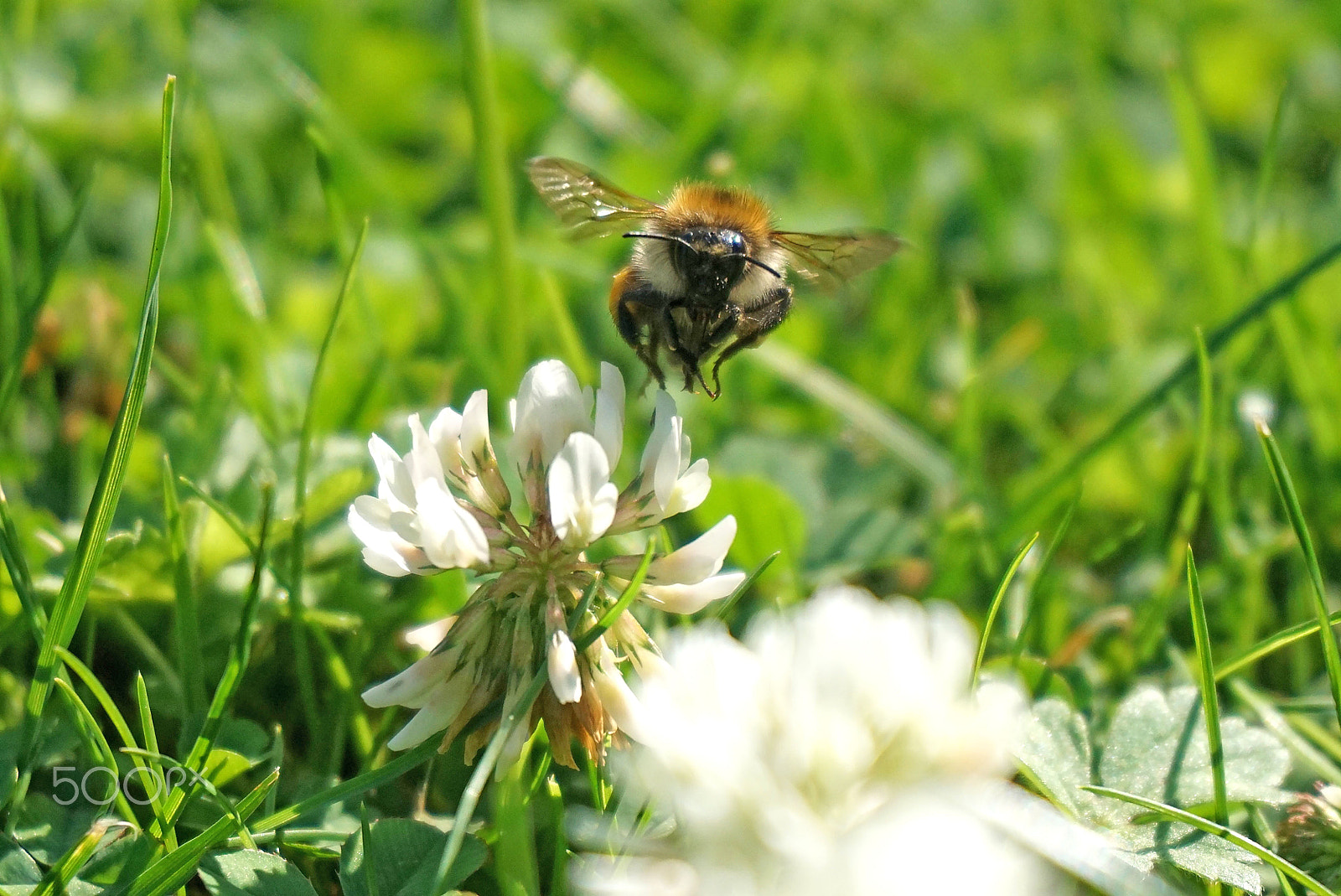 Sony a5100 + Sony E 18-50mm F4-5.6 sample photo. Bee and clover photography