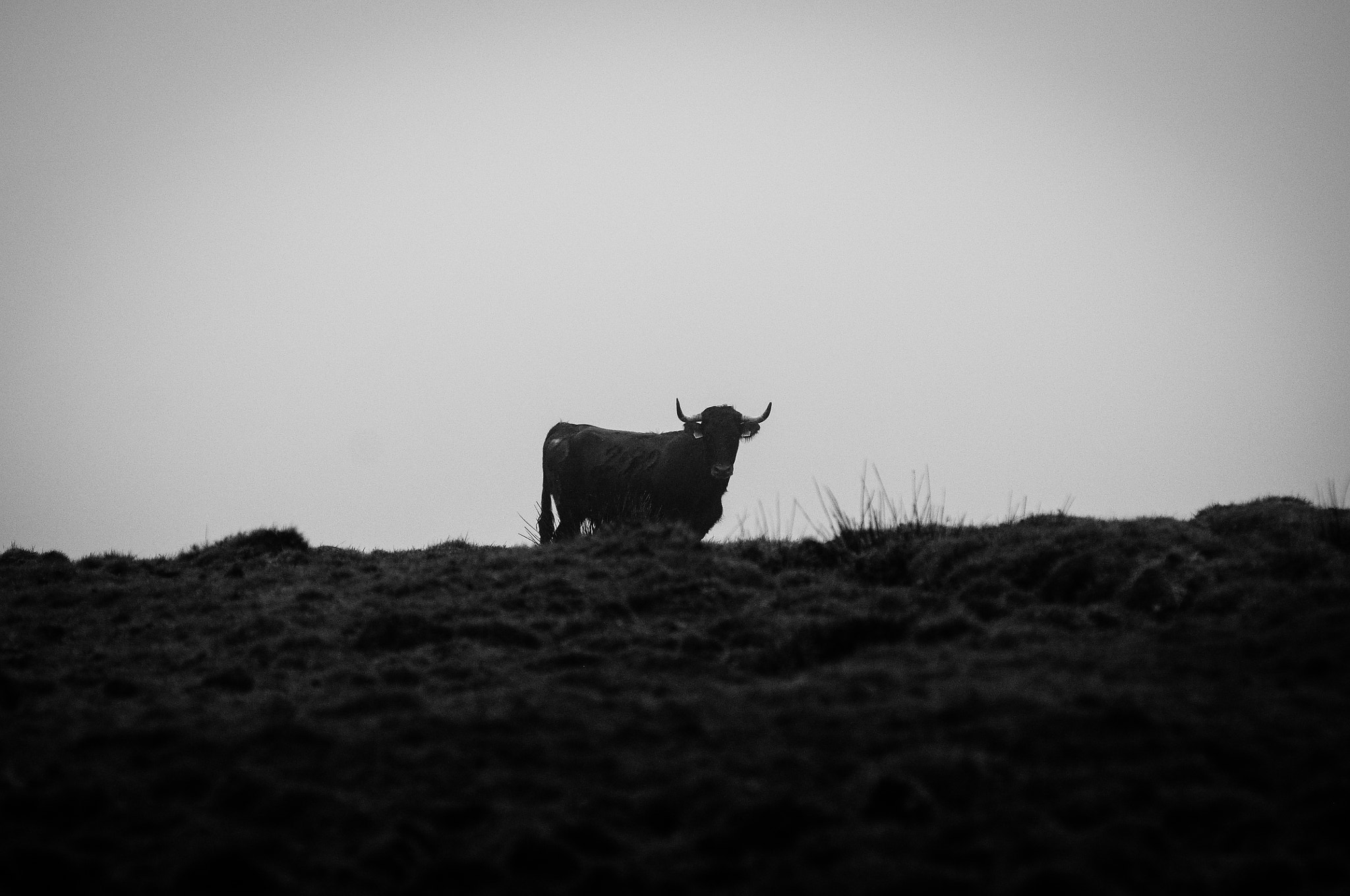 Nikon AF-Nikkor 80-200mm F2.8D ED sample photo. Wild photography