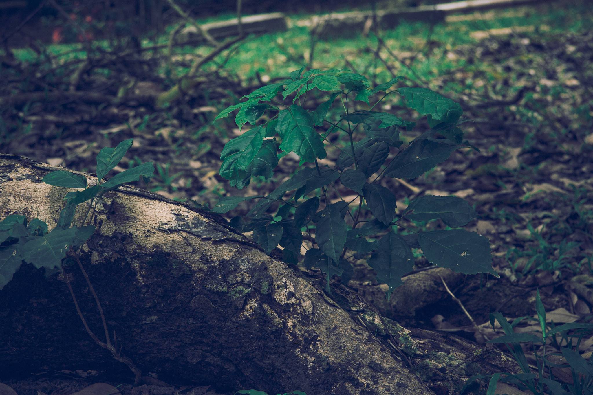 Canon EF-S 17-85mm F4-5.6 IS USM sample photo. Emerald leafs photography