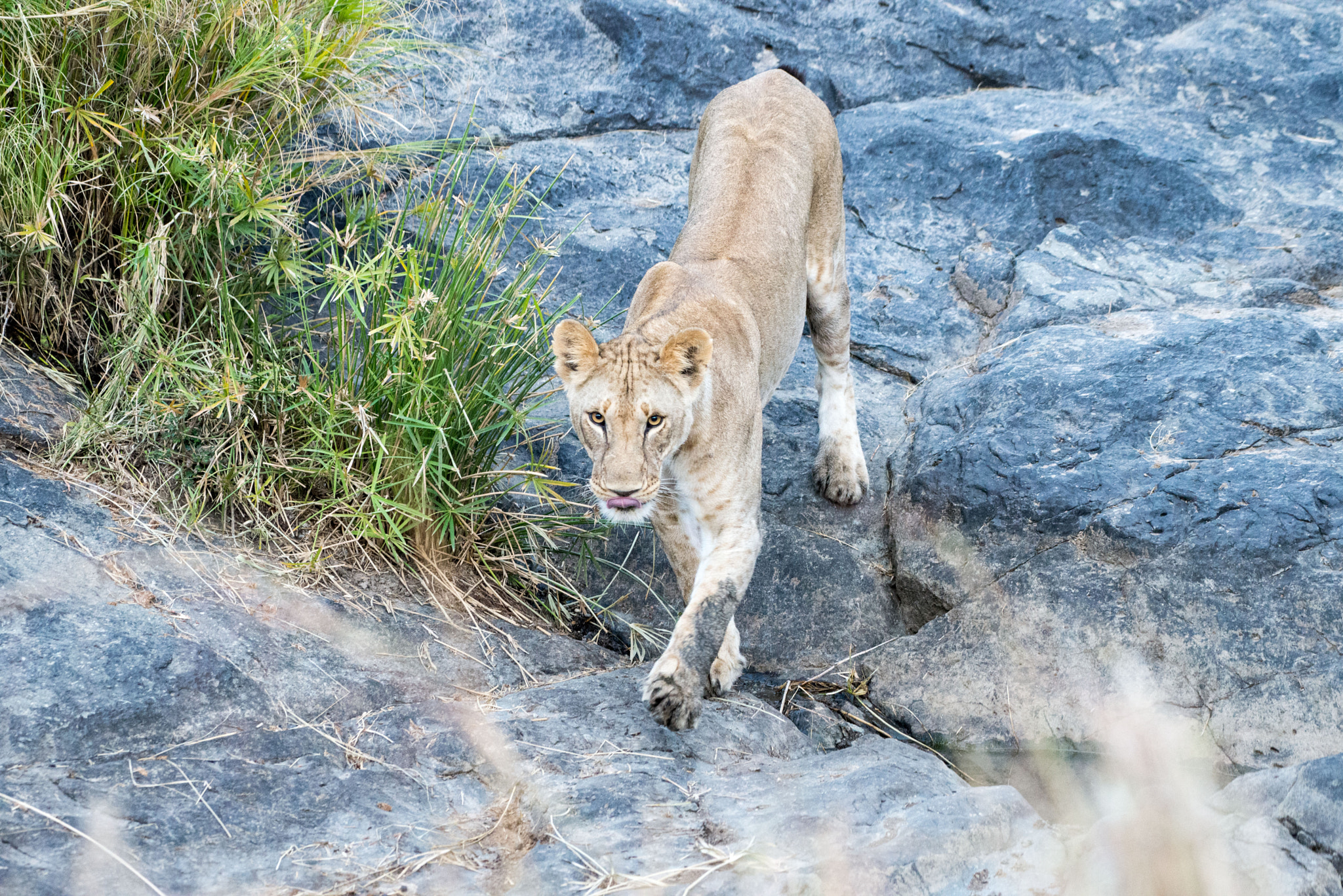 Nikon AF-S Nikkor 200-500mm F5.6E ED VR sample photo. Lioness on the prowl photography