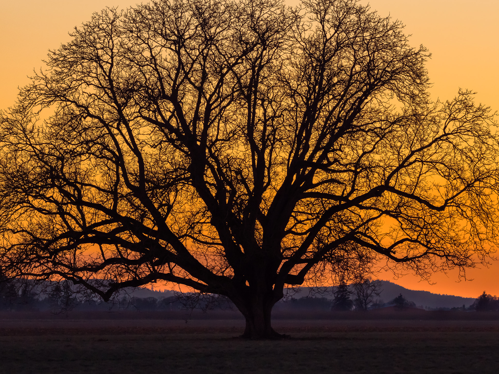 150-600mm F5-6.3 DG OS HSM | Con sample photo. Old oak tree silhouette photography
