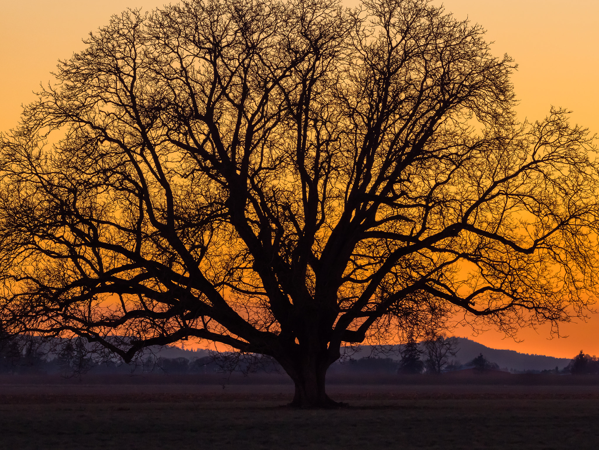 Panasonic Lumix DMC-GX8 + 150-600mm F5-6.3 DG OS HSM | Con sample photo. Old oak tree silhouette photography