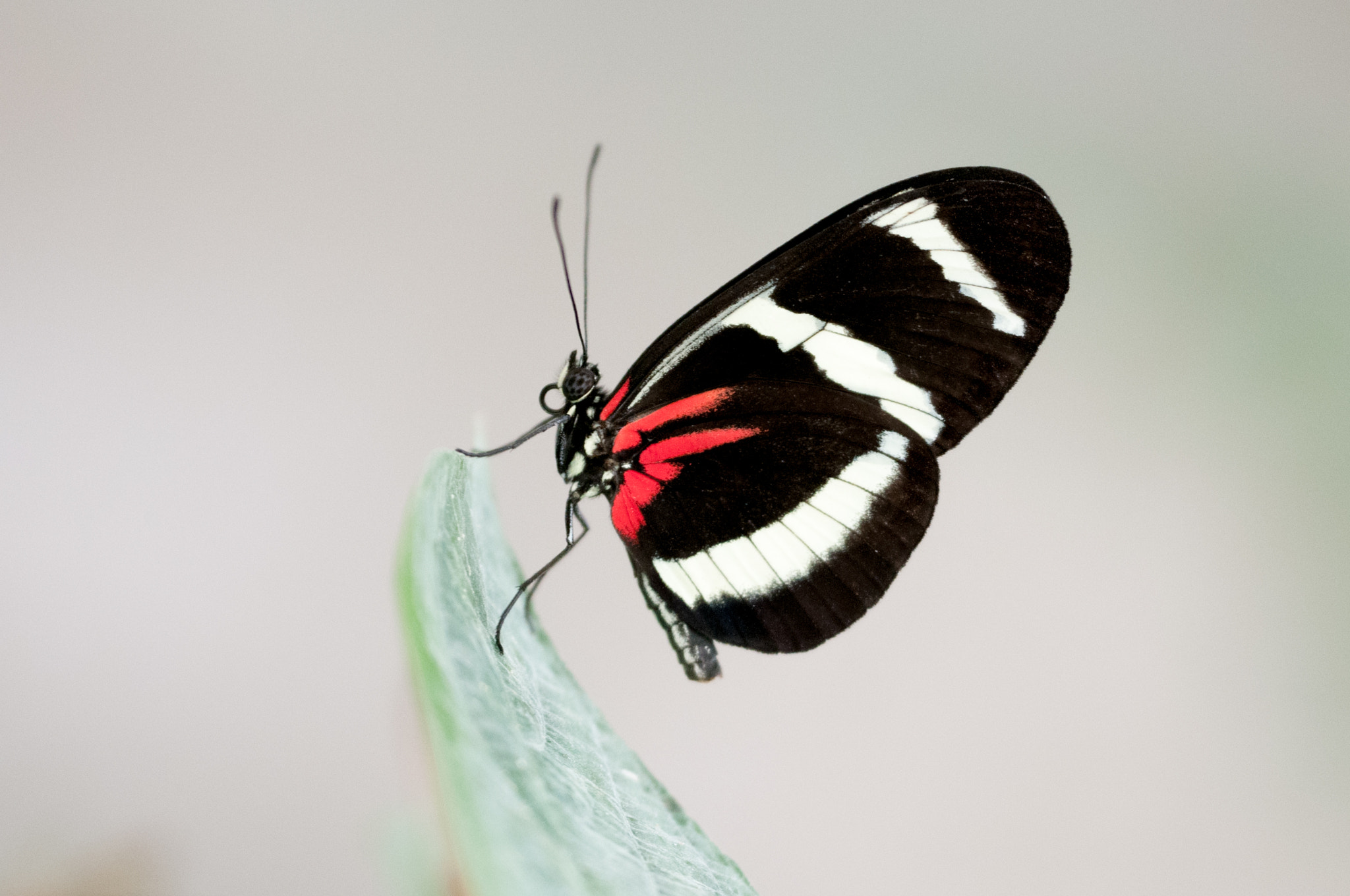 Sigma 150mm F2.8 EX DG OS Macro HSM sample photo. Heliconius hewitsoni photography
