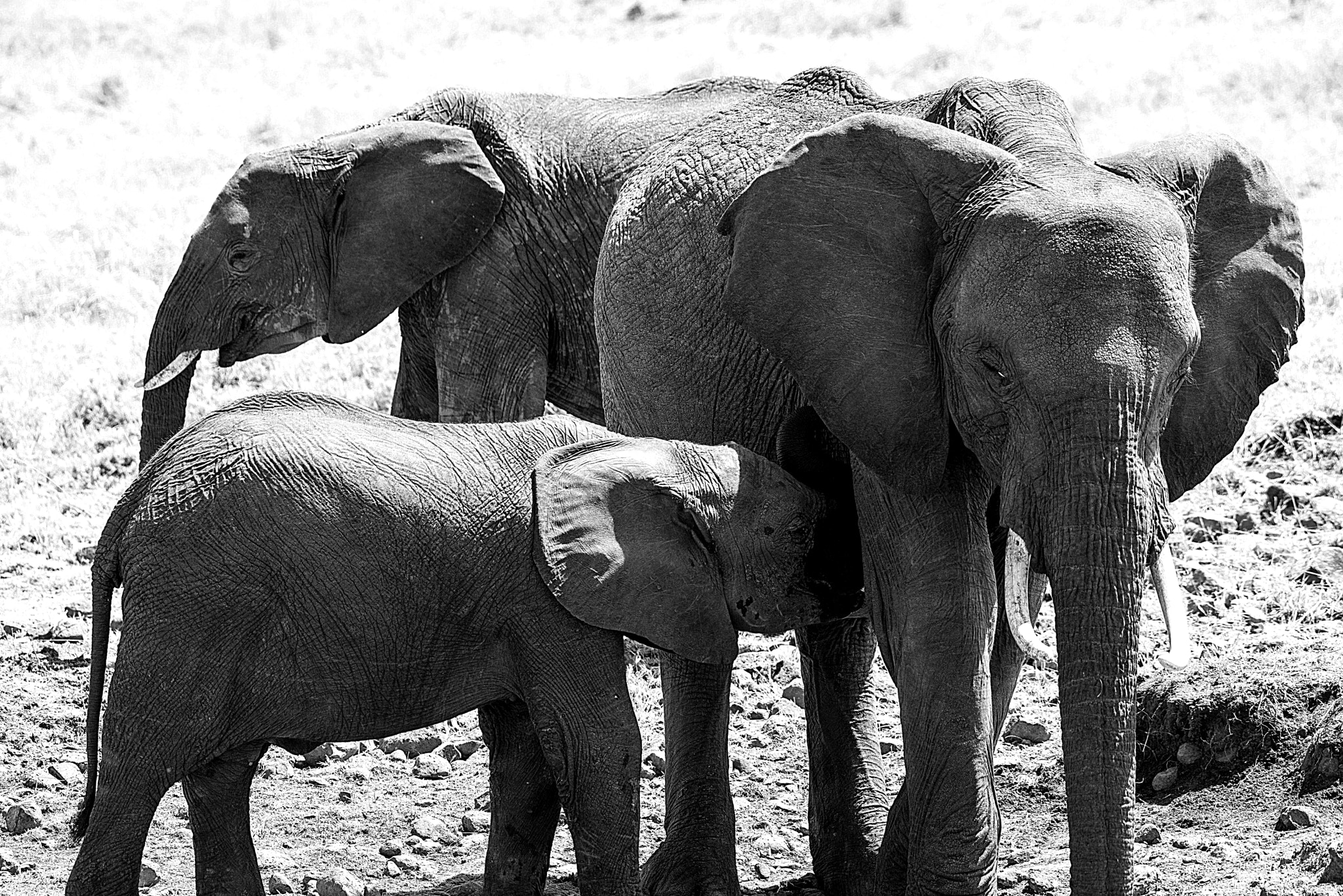 Nikon AF-S Nikkor 200-500mm F5.6E ED VR sample photo. African elephant family photography