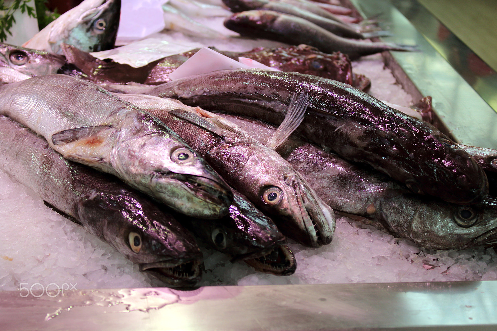 Canon EOS 1200D (EOS Rebel T5 / EOS Kiss X70 / EOS Hi) sample photo. Fish market in a european city photography
