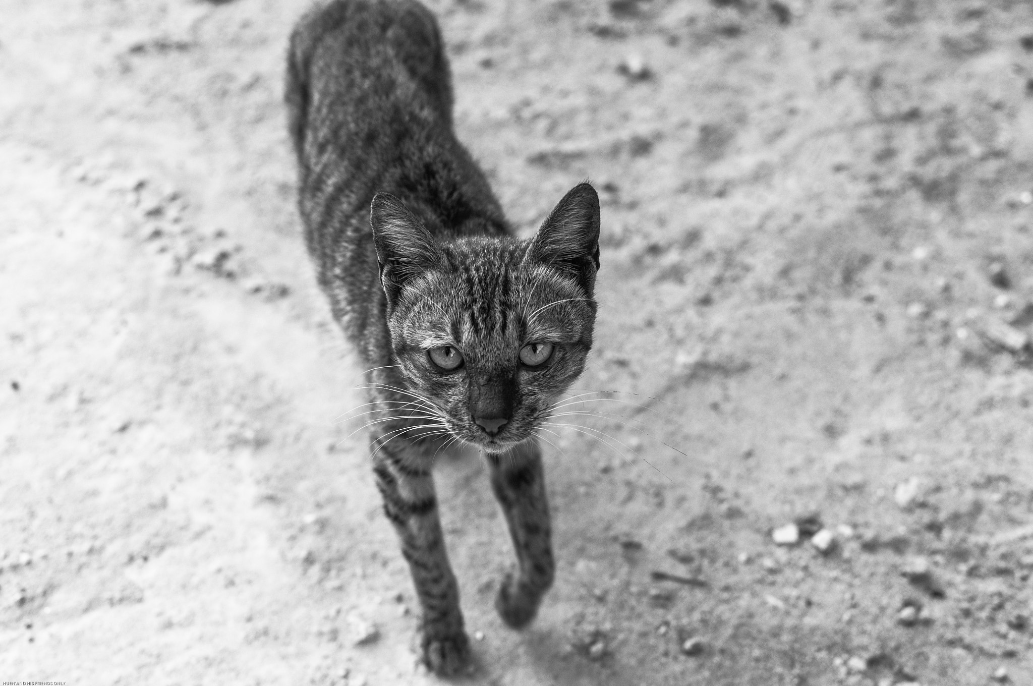 Nikon D300S sample photo. Wild cat photography