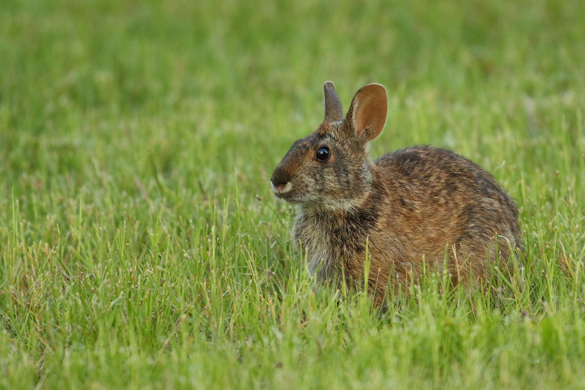 Canon EF 100-400mm F4.5-5.6L IS USM sample photo. Marsh rabbit photography