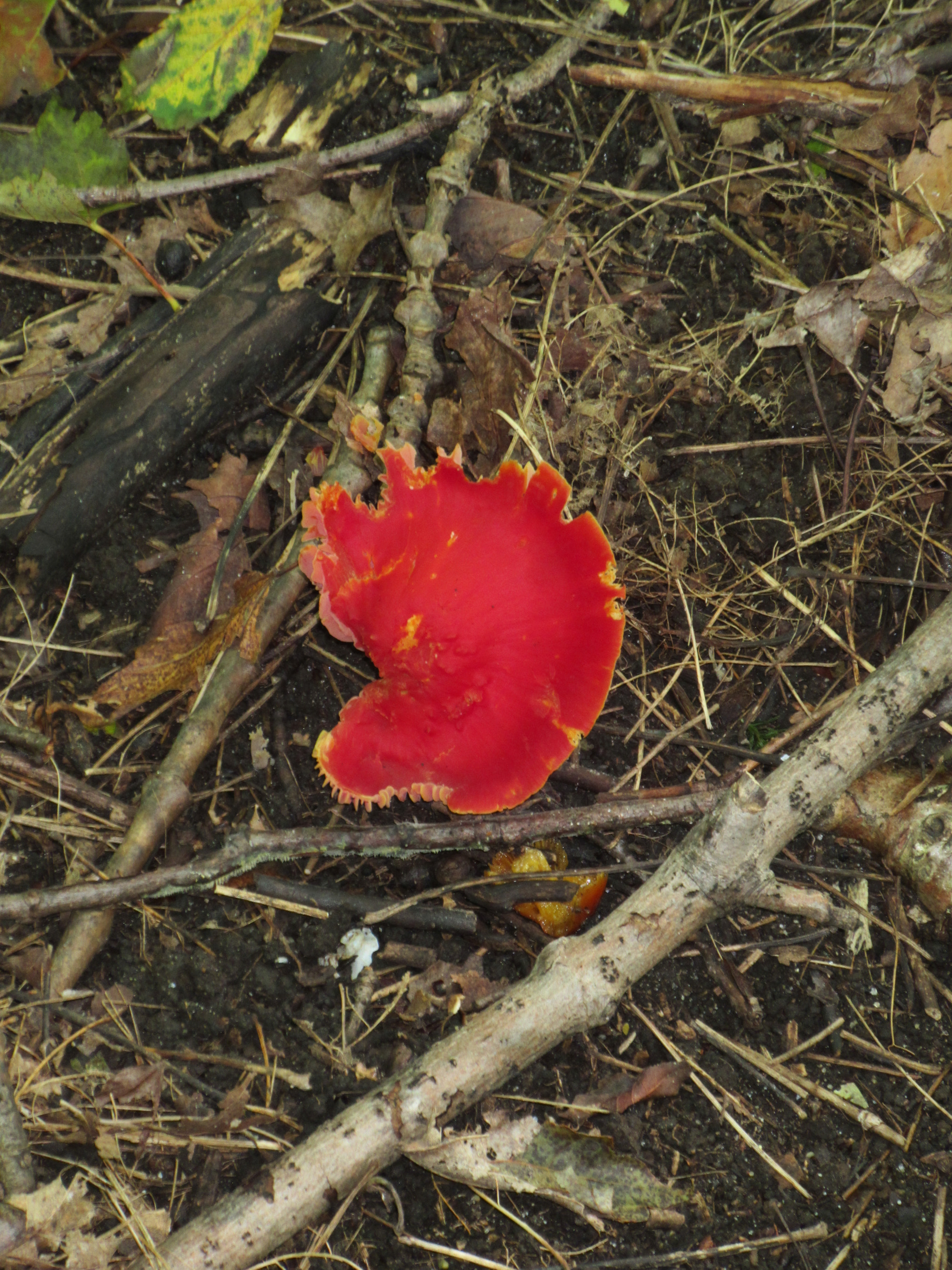 Canon PowerShot ELPH 340 HS (IXUS 265 HS / IXY 630) sample photo. Bright colours in the forrest. photography